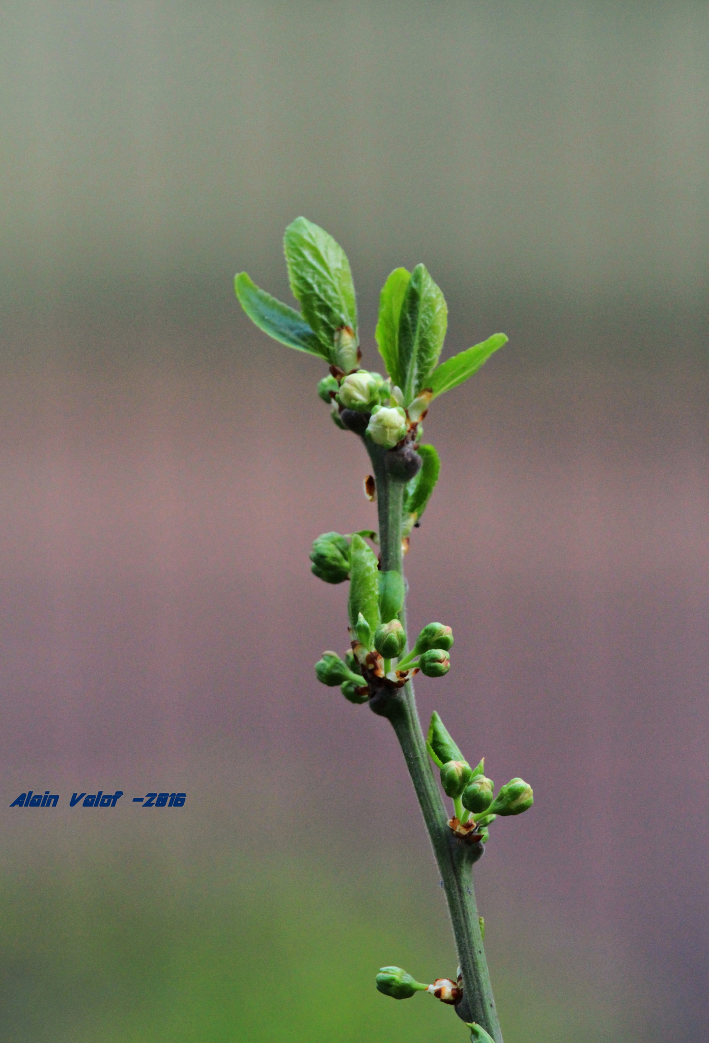 Canon EF 100-400mm F4.5-5.6L IS USM sample photo. Img photography