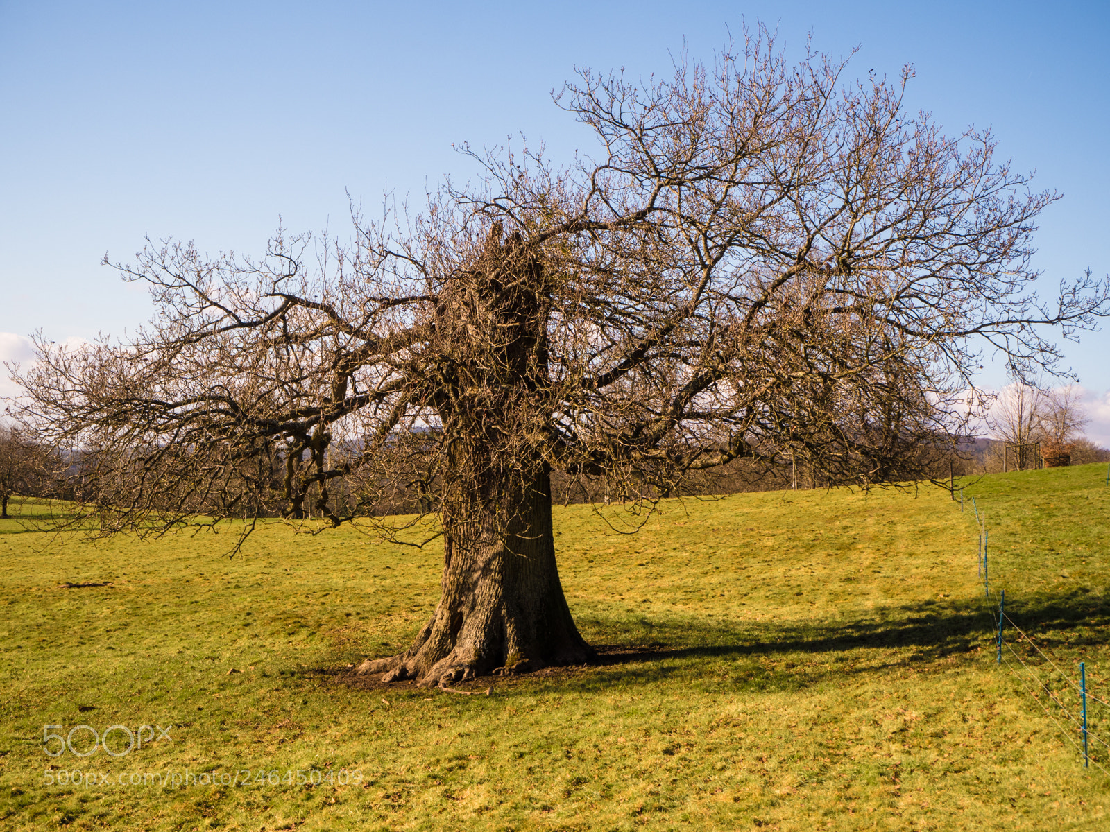 Olympus PEN E-PL8 sample photo. Tree photography