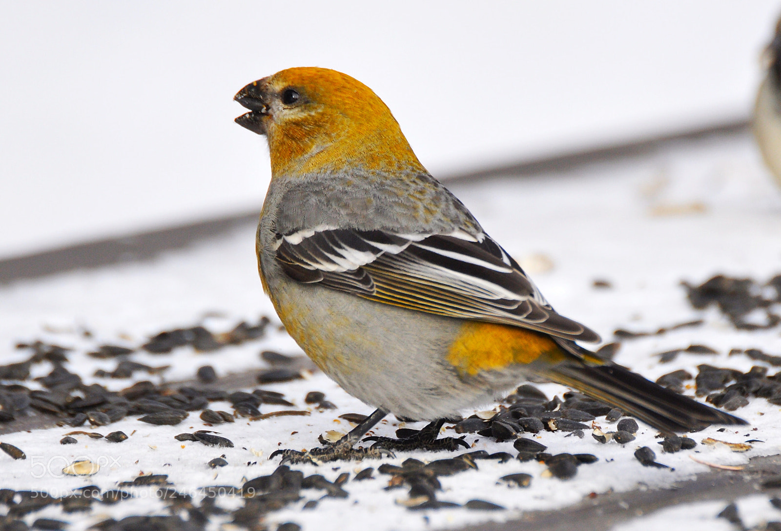 Nikon D90 sample photo. Pine grosbeak photography