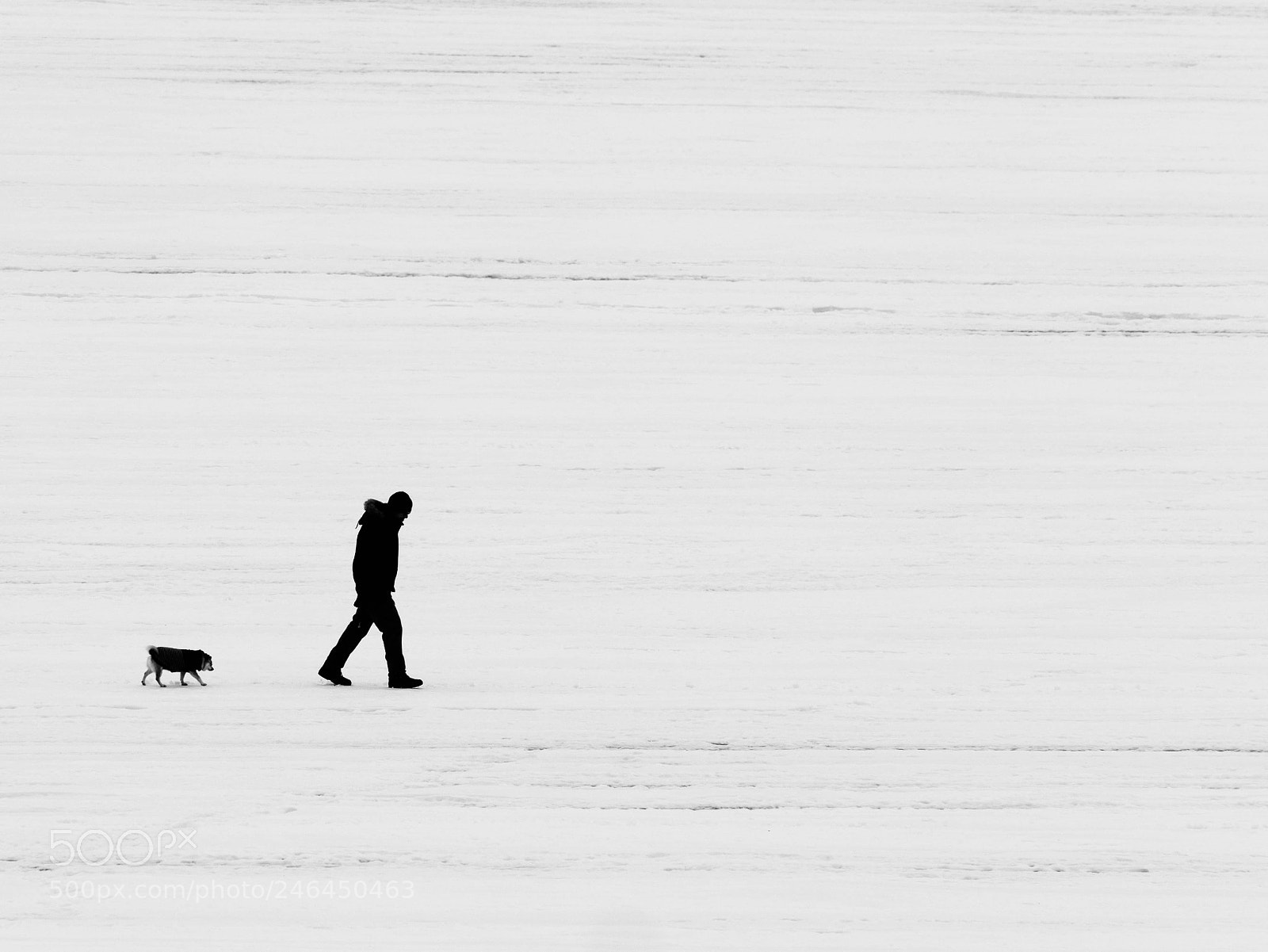 Olympus OM-D E-M1 Mark II sample photo. Runaway rover.....doing the walk photography