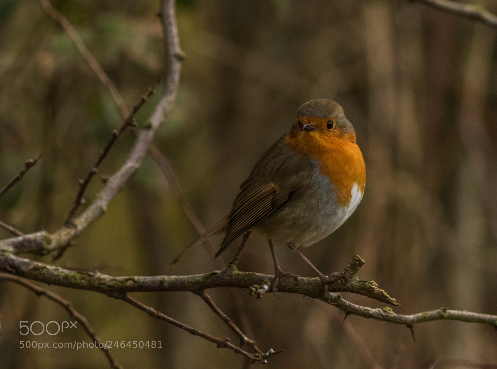 Canon EOS 7D Mark II sample photo. Untitled photography