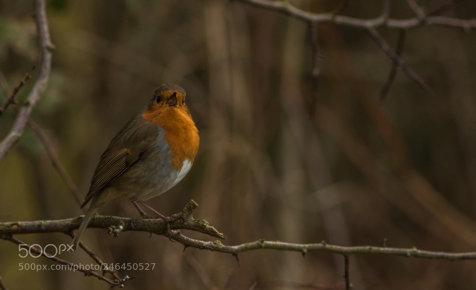 Canon EOS 7D Mark II sample photo. Untitled photography