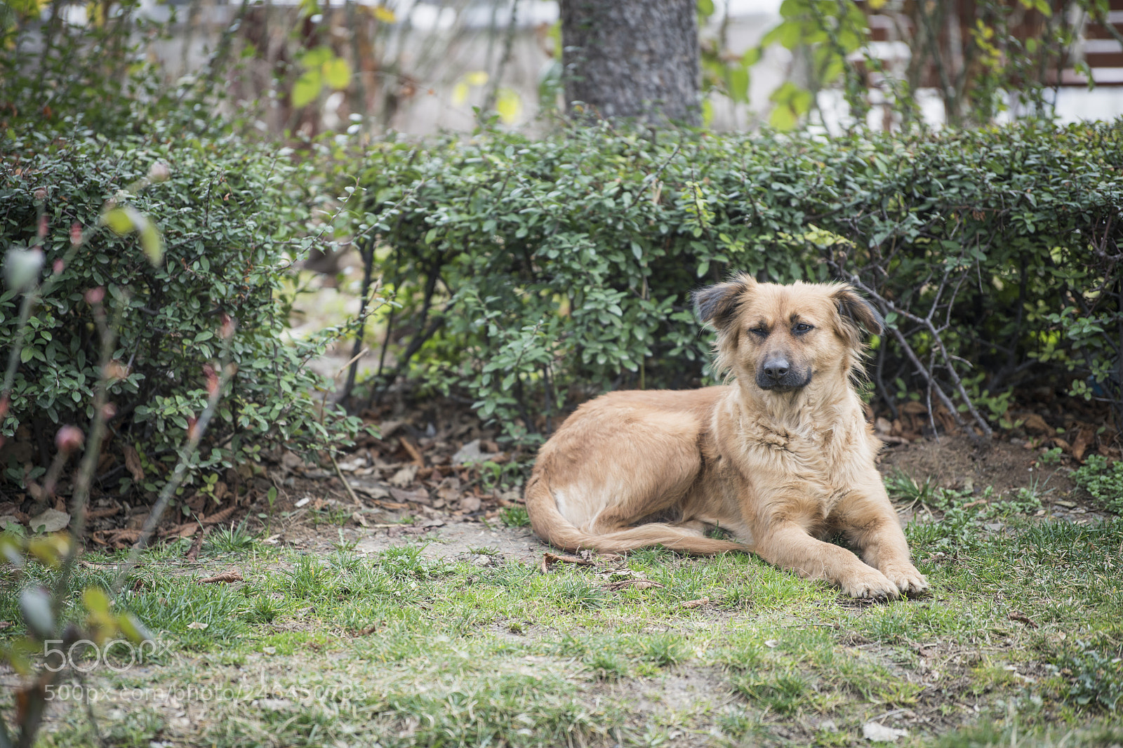 Nikon D850 sample photo. Dog brown photography