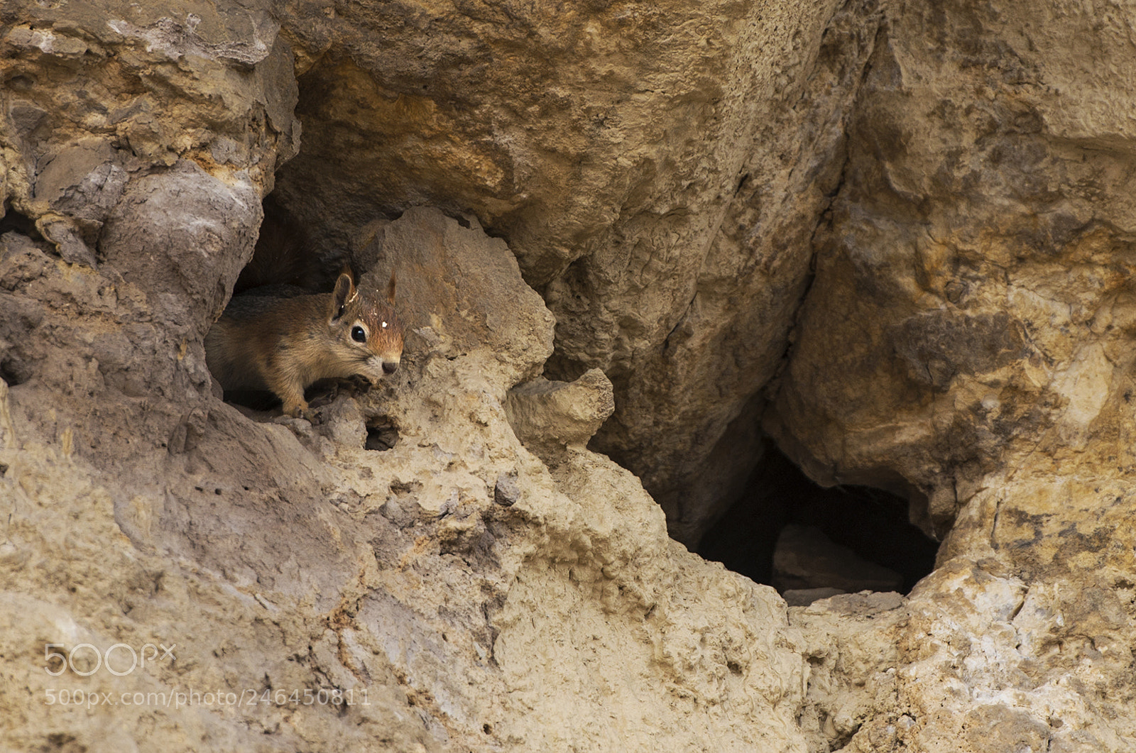 Nikon D800 sample photo. Sihorik-squirrel photography