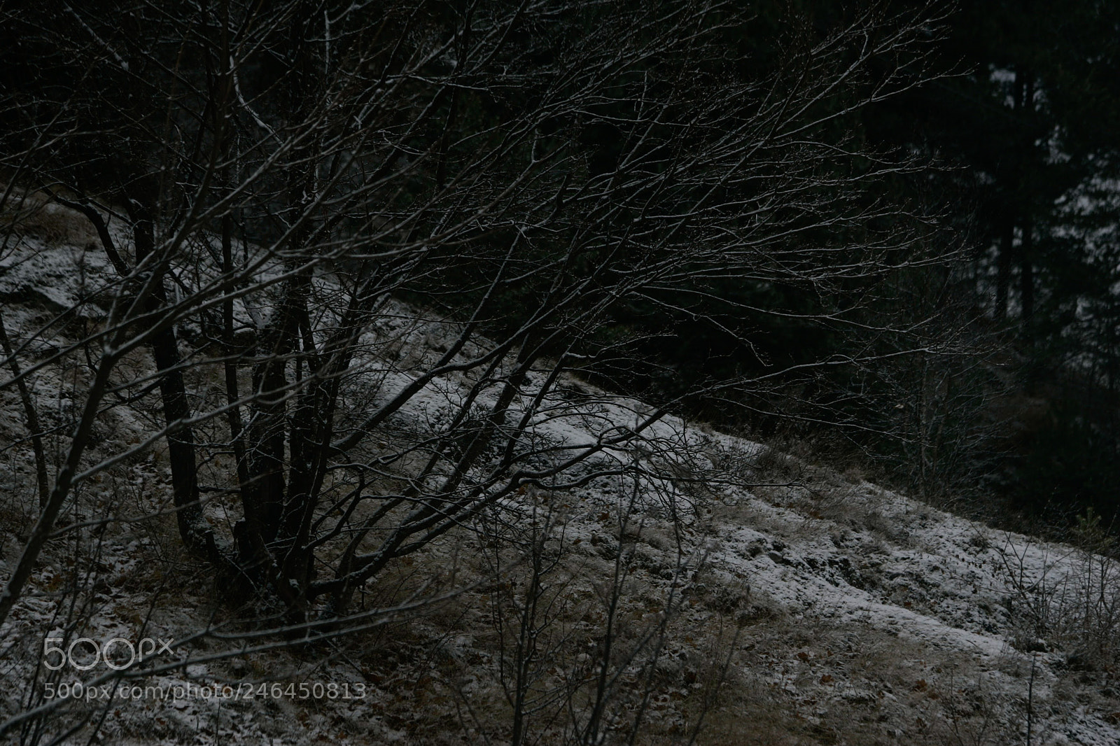 Canon EOS-1D Mark II sample photo. Just trees photography