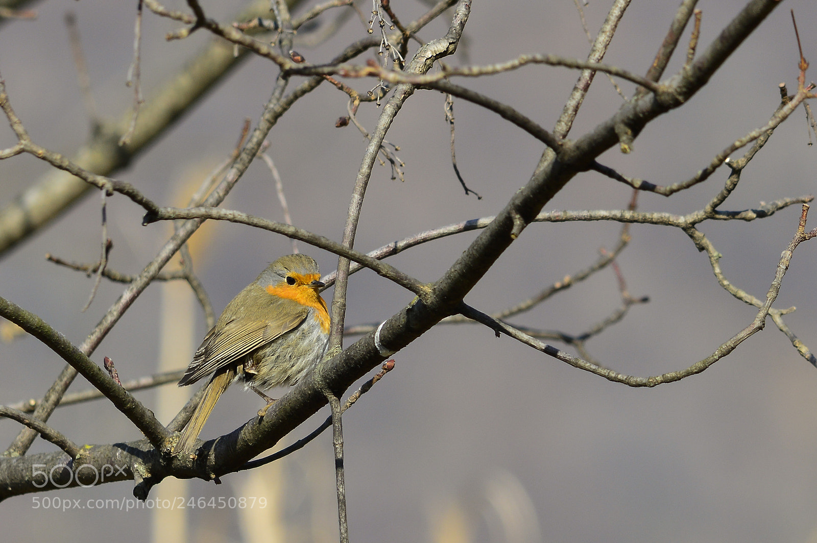 Nikon D3200 sample photo. Pettirosso | erithacus rubecula photography