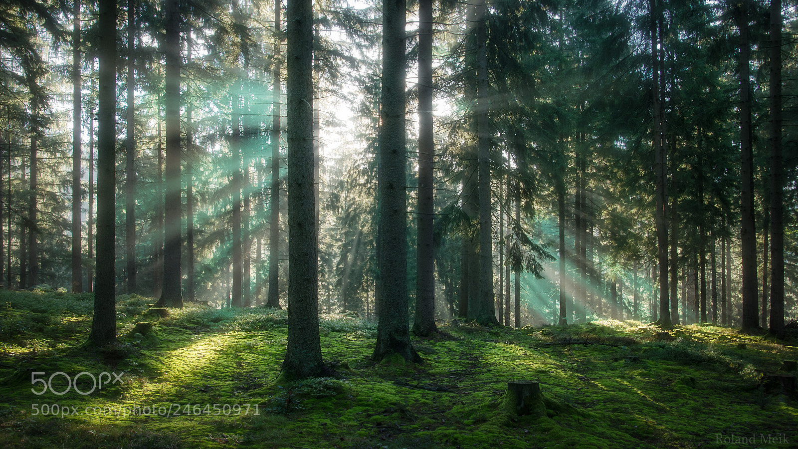 Nikon D5100 sample photo. Misty morning photography