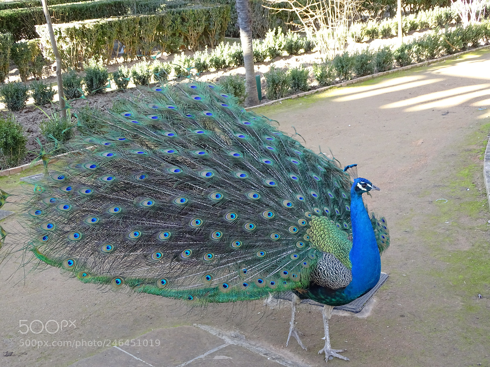 Sony Cyber-shot DSC-HX350 sample photo. Pavo real (granada) photography