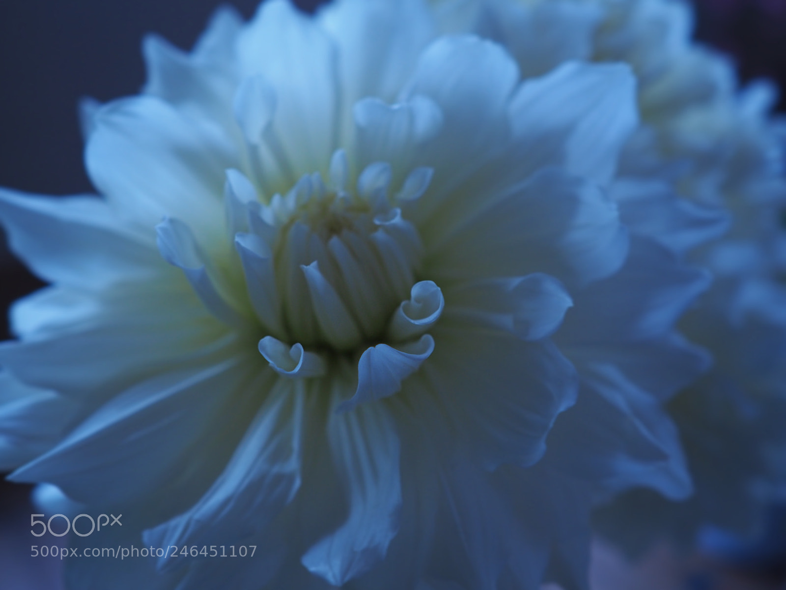 Olympus PEN-F sample photo. White dahlia photography