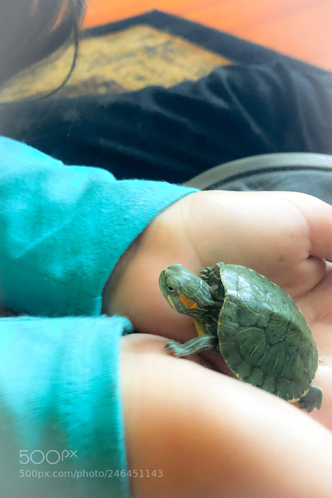 Apple iPhone 8 Plus sample photo. Tori the turtle photography