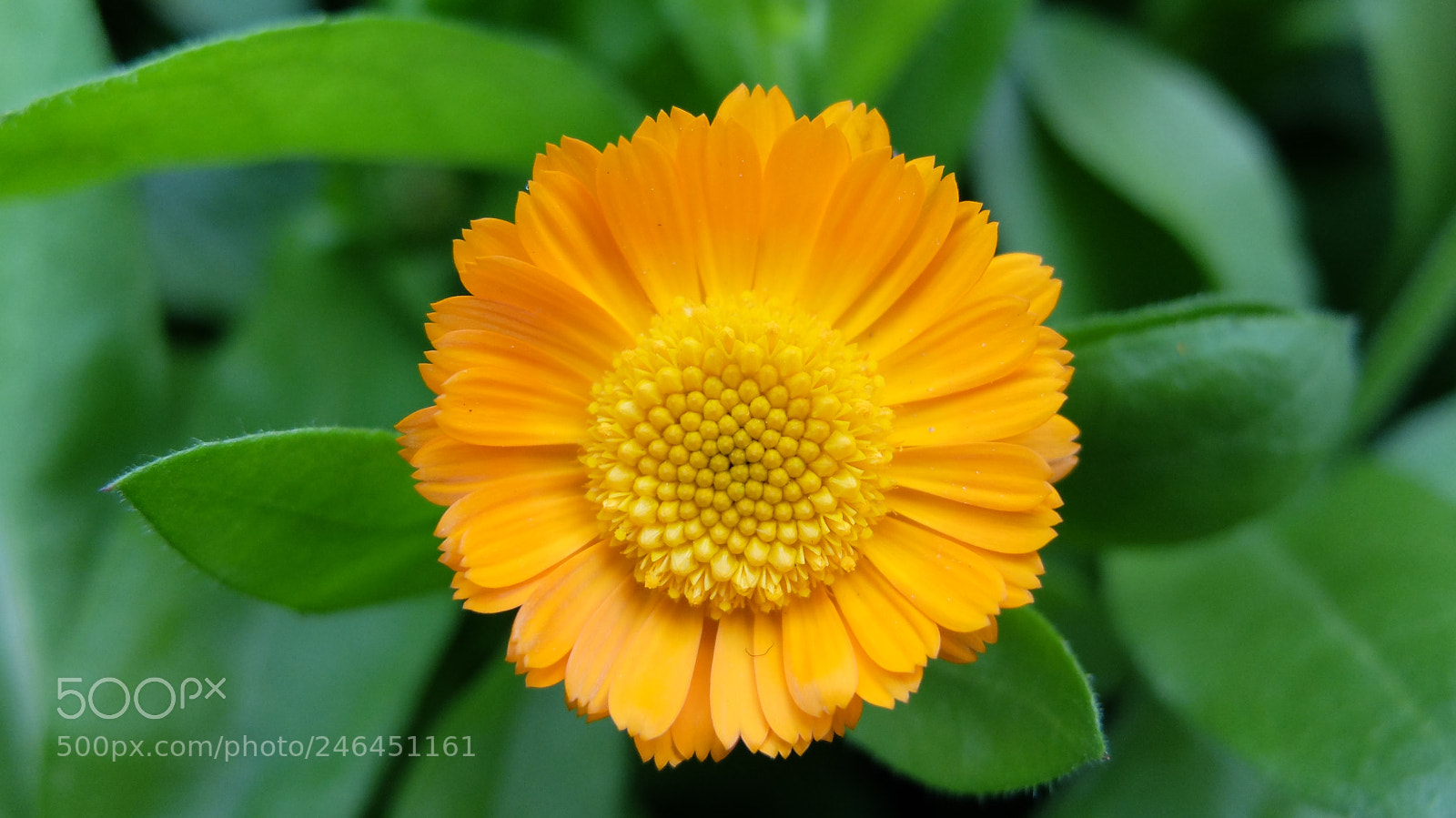 Fujifilm X20 sample photo. Sun photography
