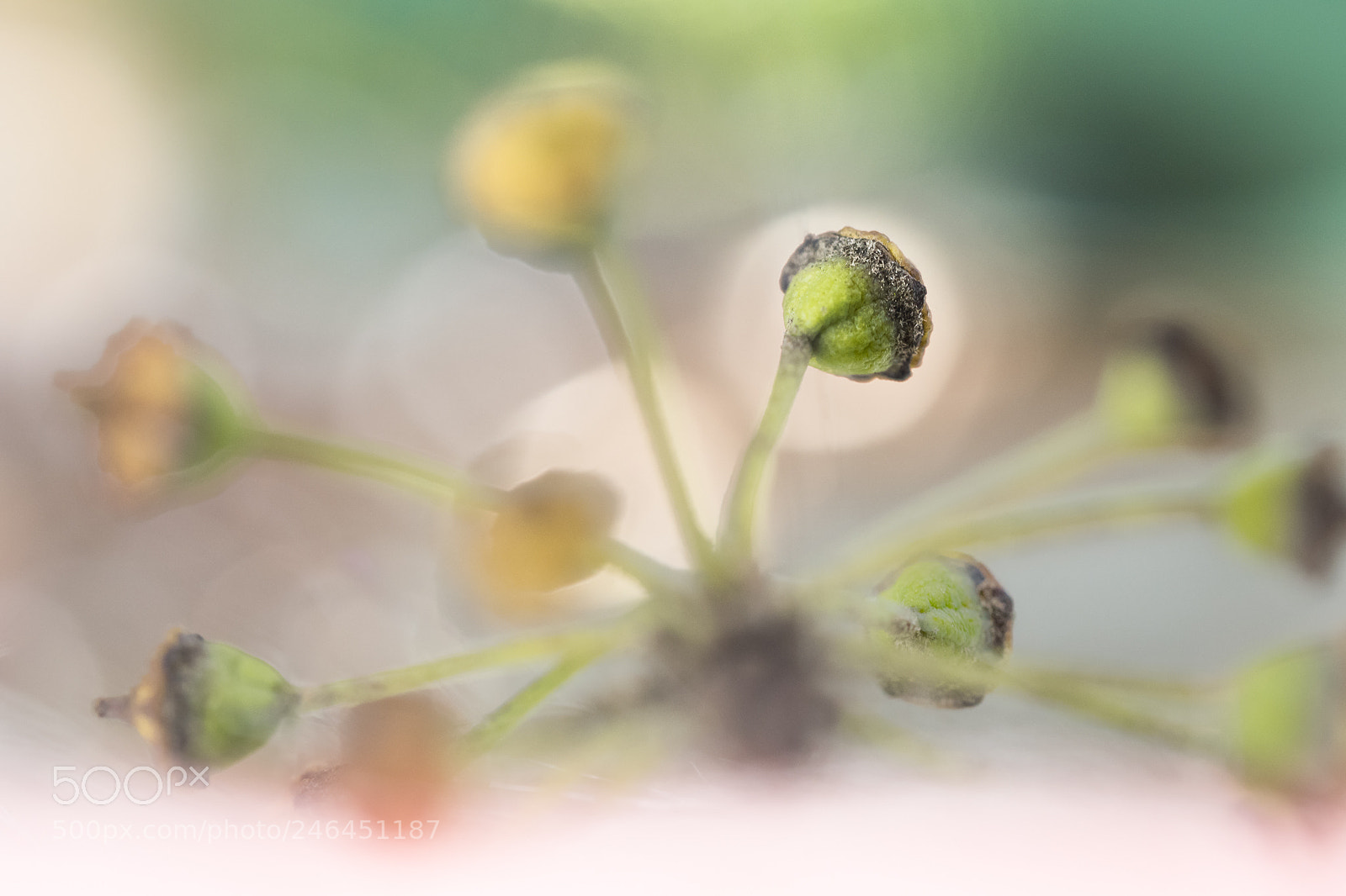Olympus OM-D E-M10 II sample photo. Petites fleurs photography