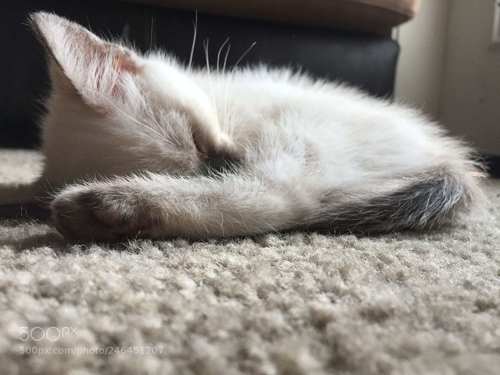 Apple iPhone 6 sample photo. Cat nap photography