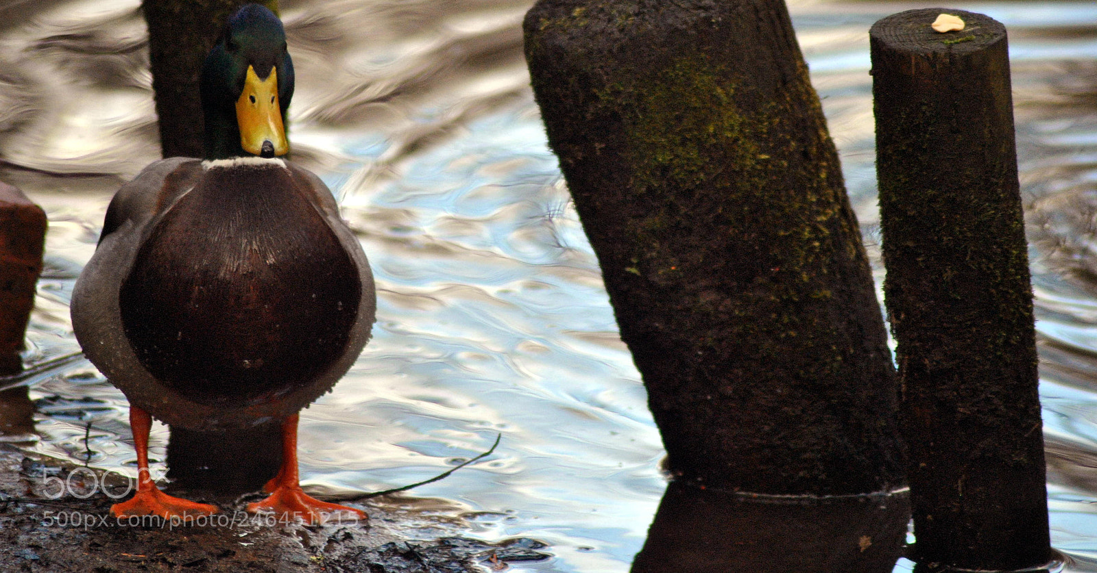 Nikon D3000 sample photo. Backscratcher photography