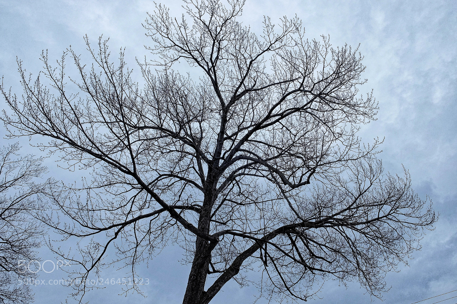 Fujifilm X-E2 sample photo. Tree contemplation! photography