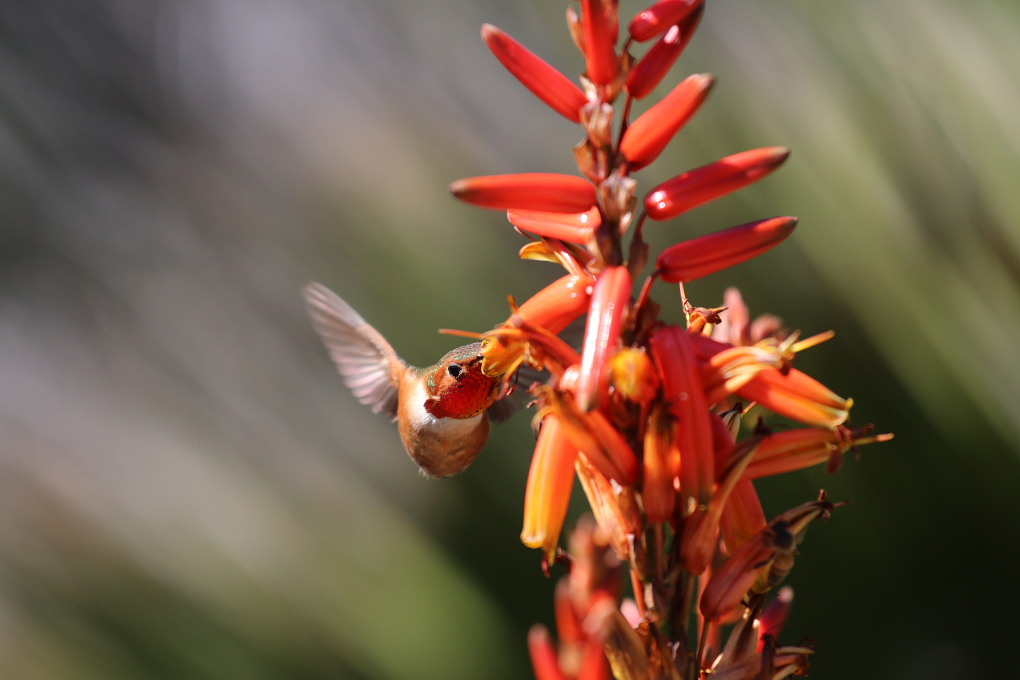 Canon EOS 80D + Canon EF 70-200mm F4L IS USM sample photo. Hummingbird in action. photography