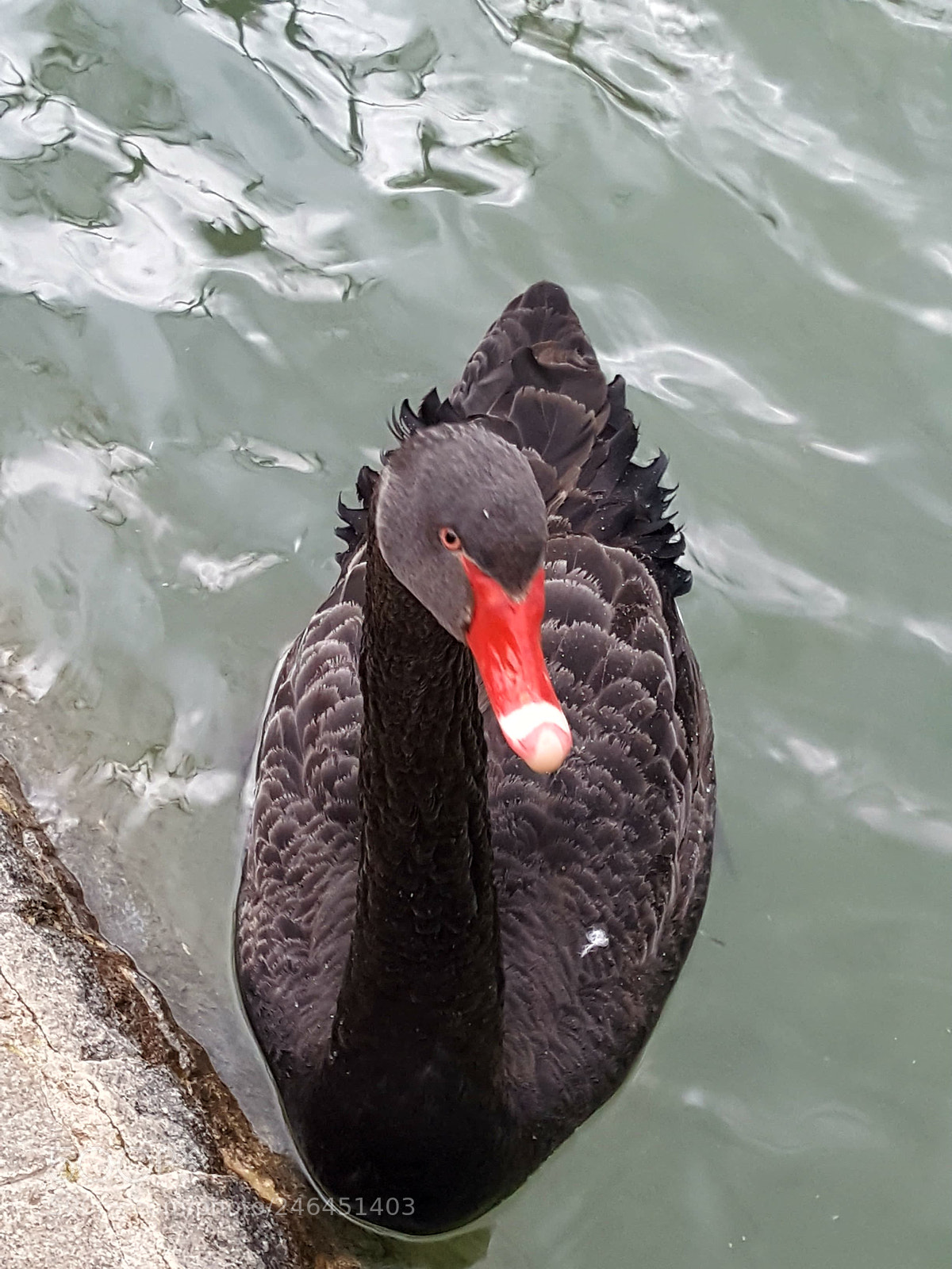 Samsung Galaxy Note5 sample photo. Elegant photography