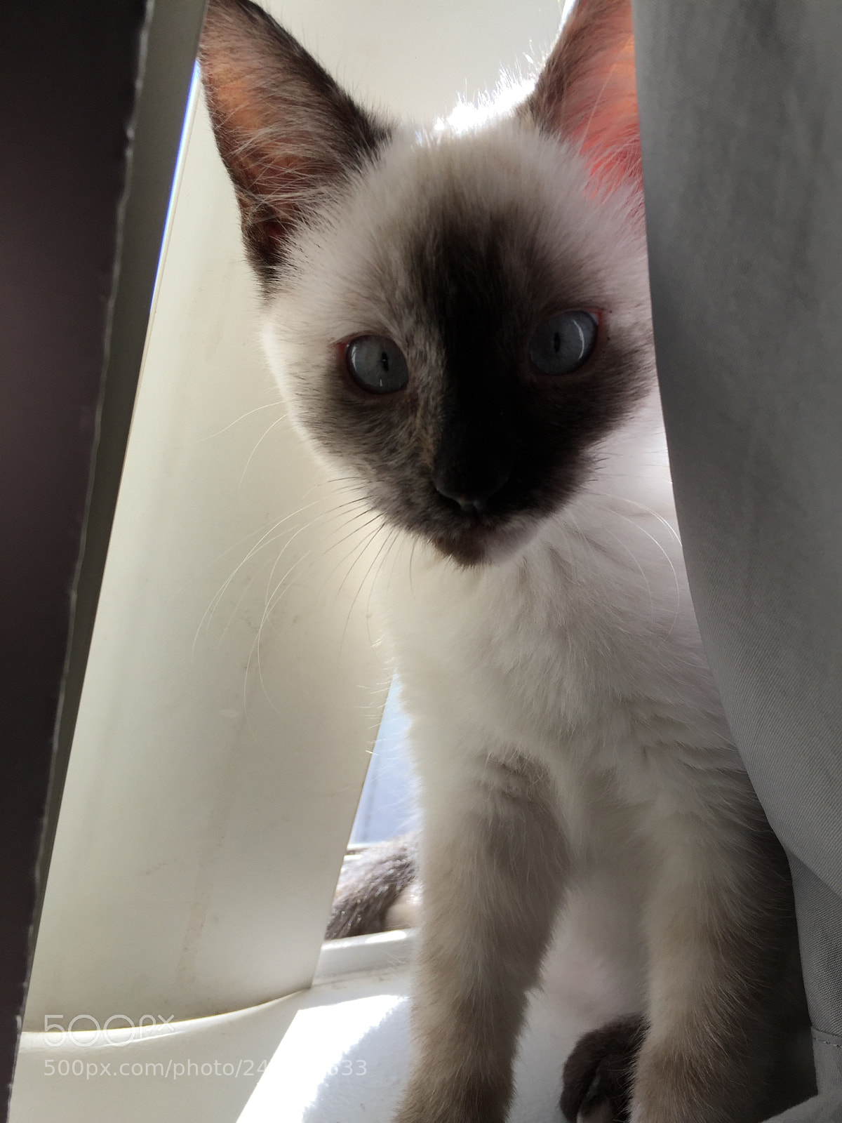 Apple iPhone 6 sample photo. Peek a boo photography