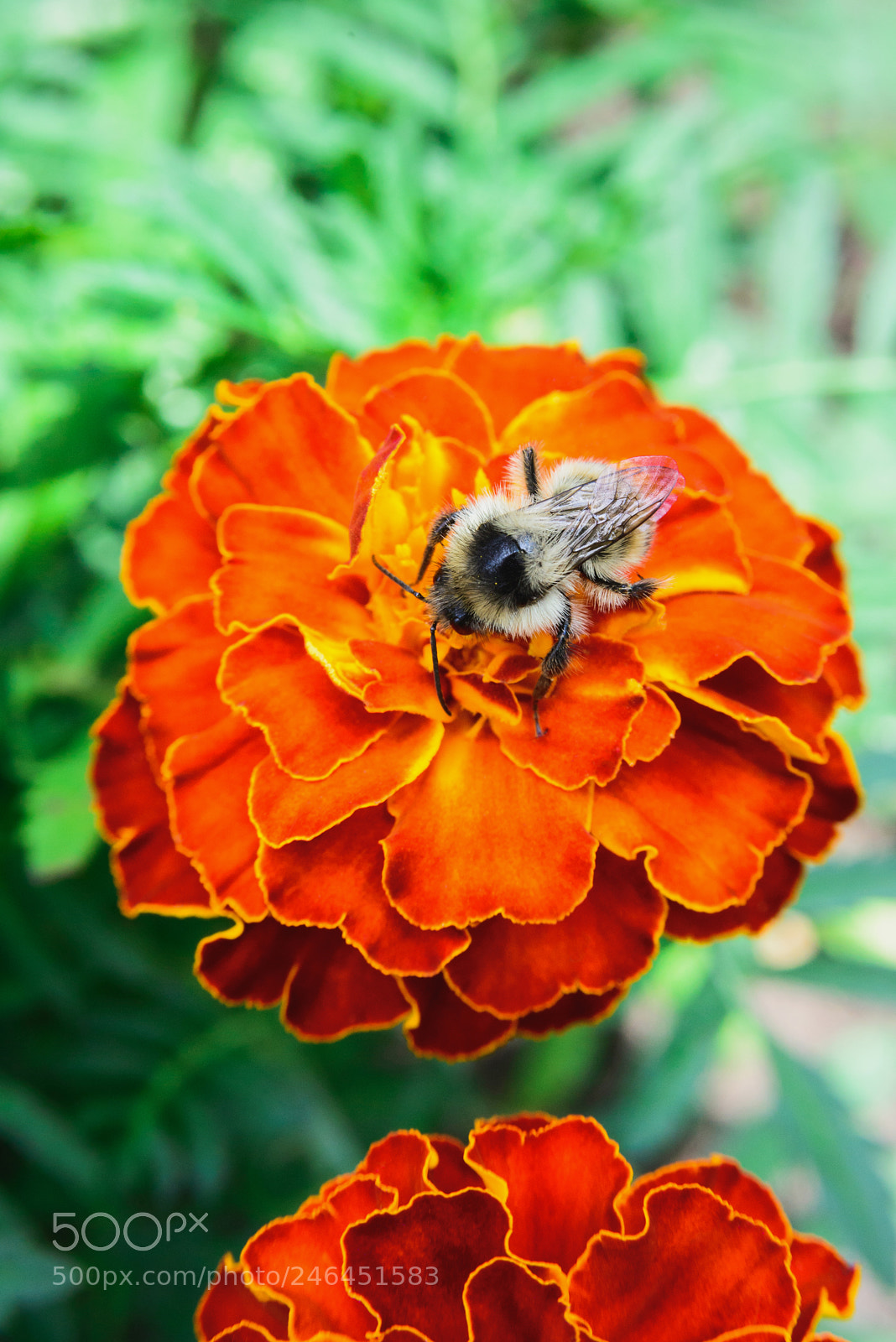Nikon D600 sample photo. Bee on orange marigold photography