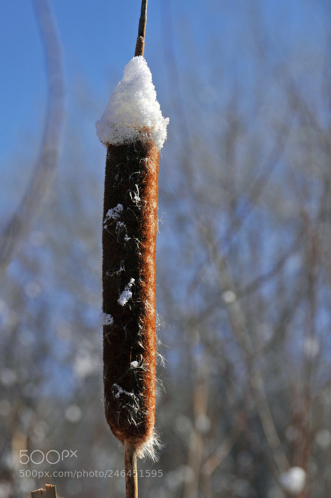 Nikon D300 sample photo. White cap photography