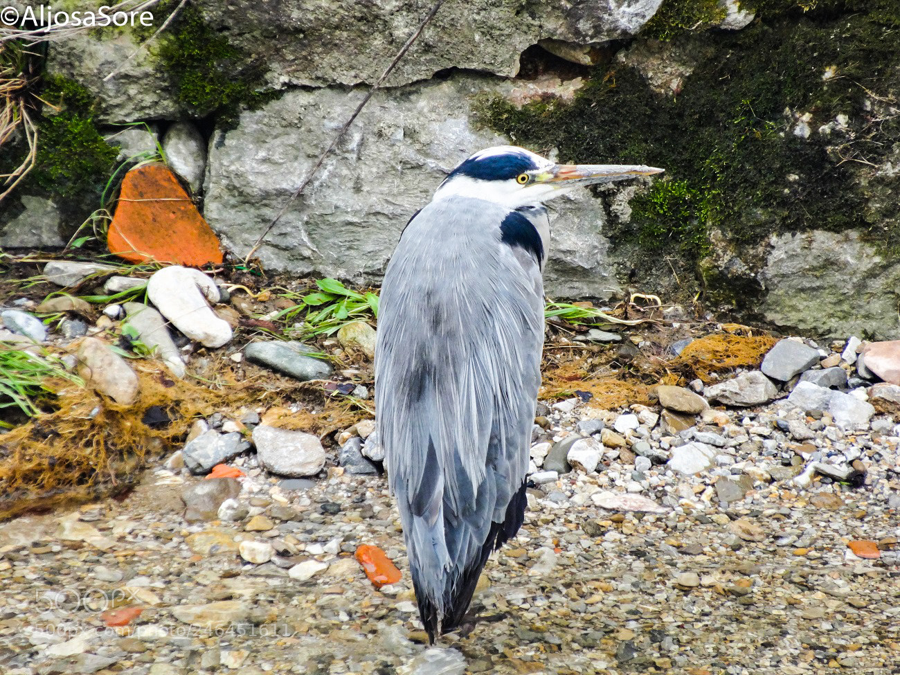 Sony Cyber-shot DSC-HX20V sample photo. Grey heron photography