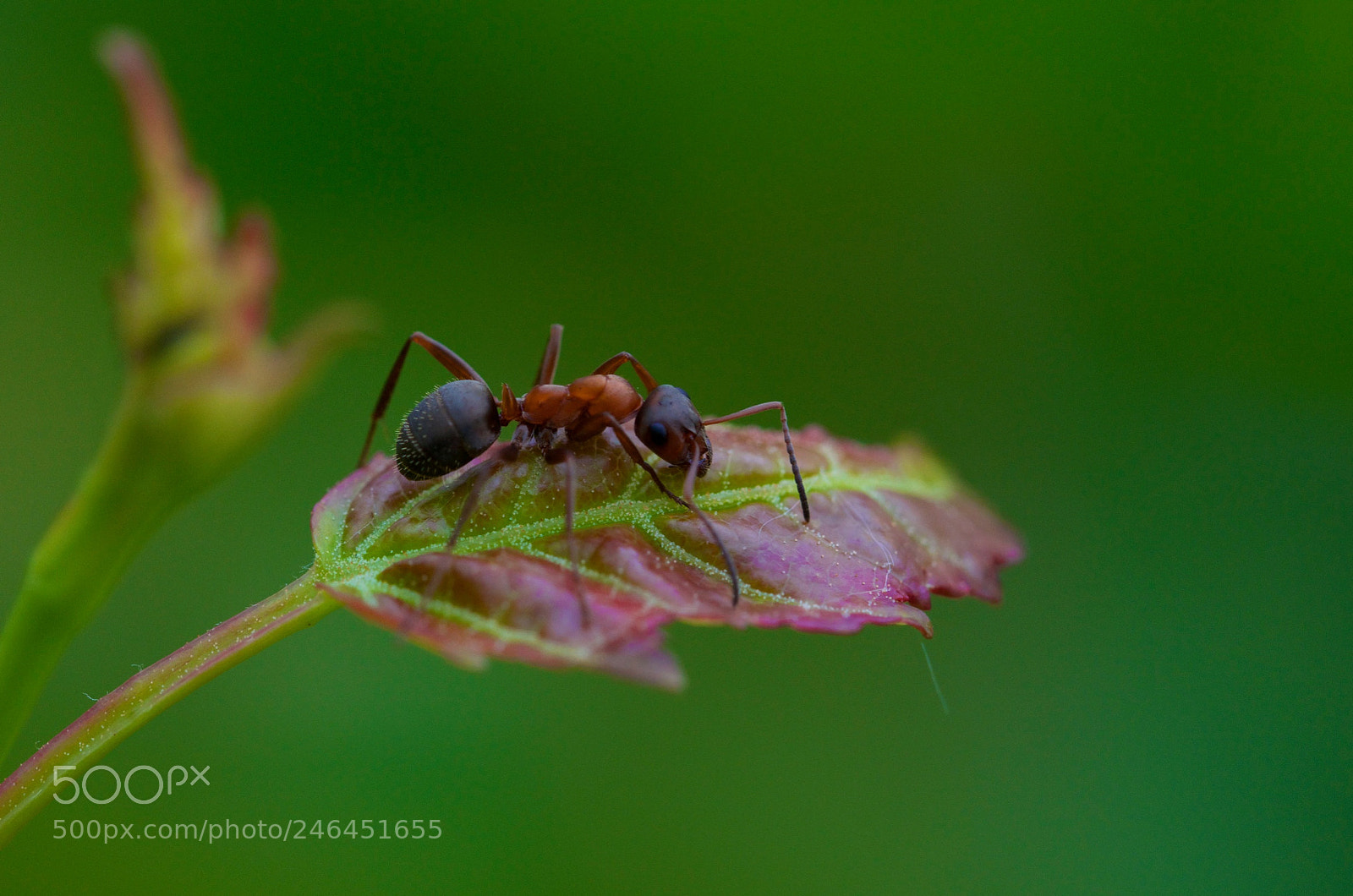 Nikon D5100 sample photo. Ant photography