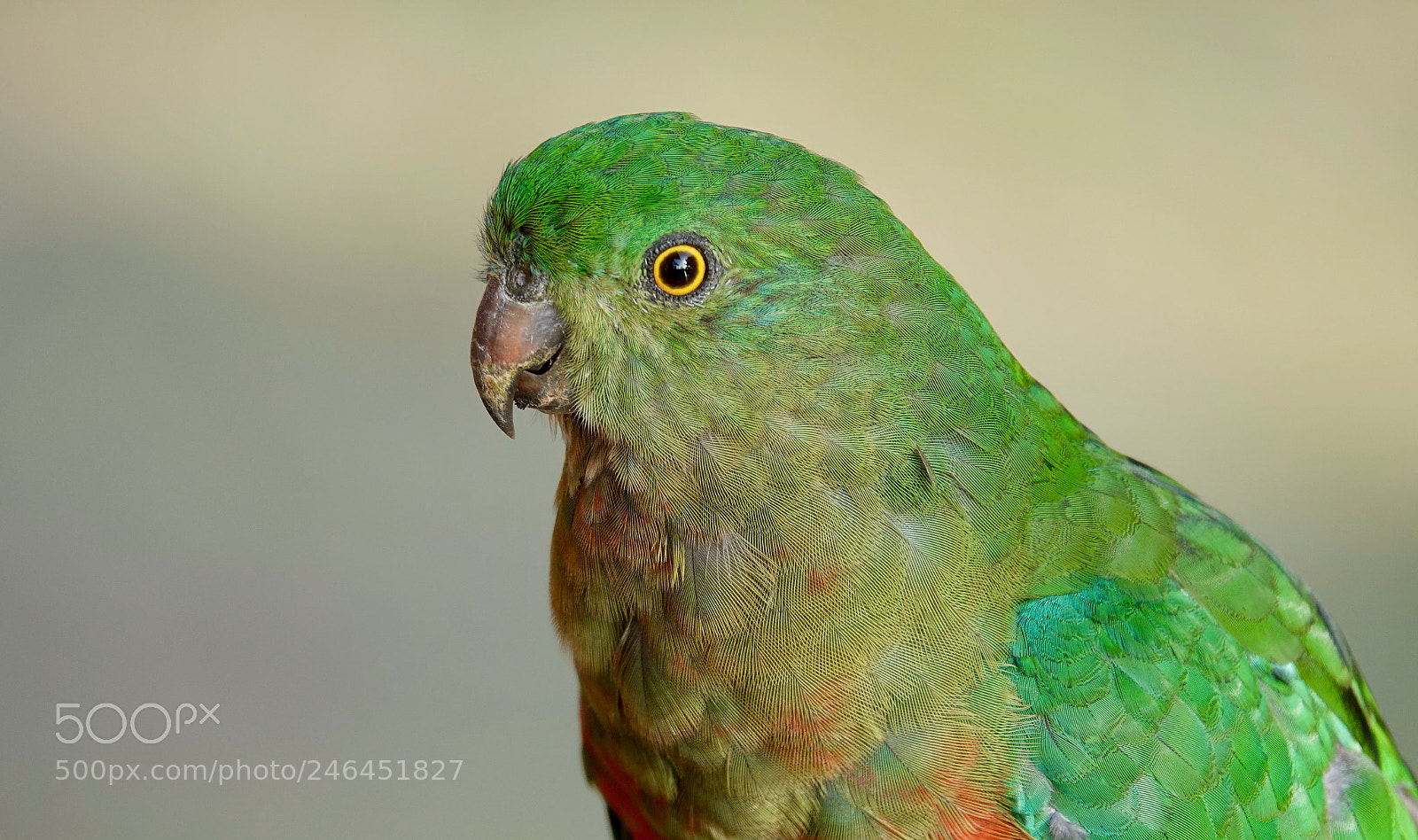 Sony Cyber-shot DSC-RX10 IV sample photo. King parrot photography