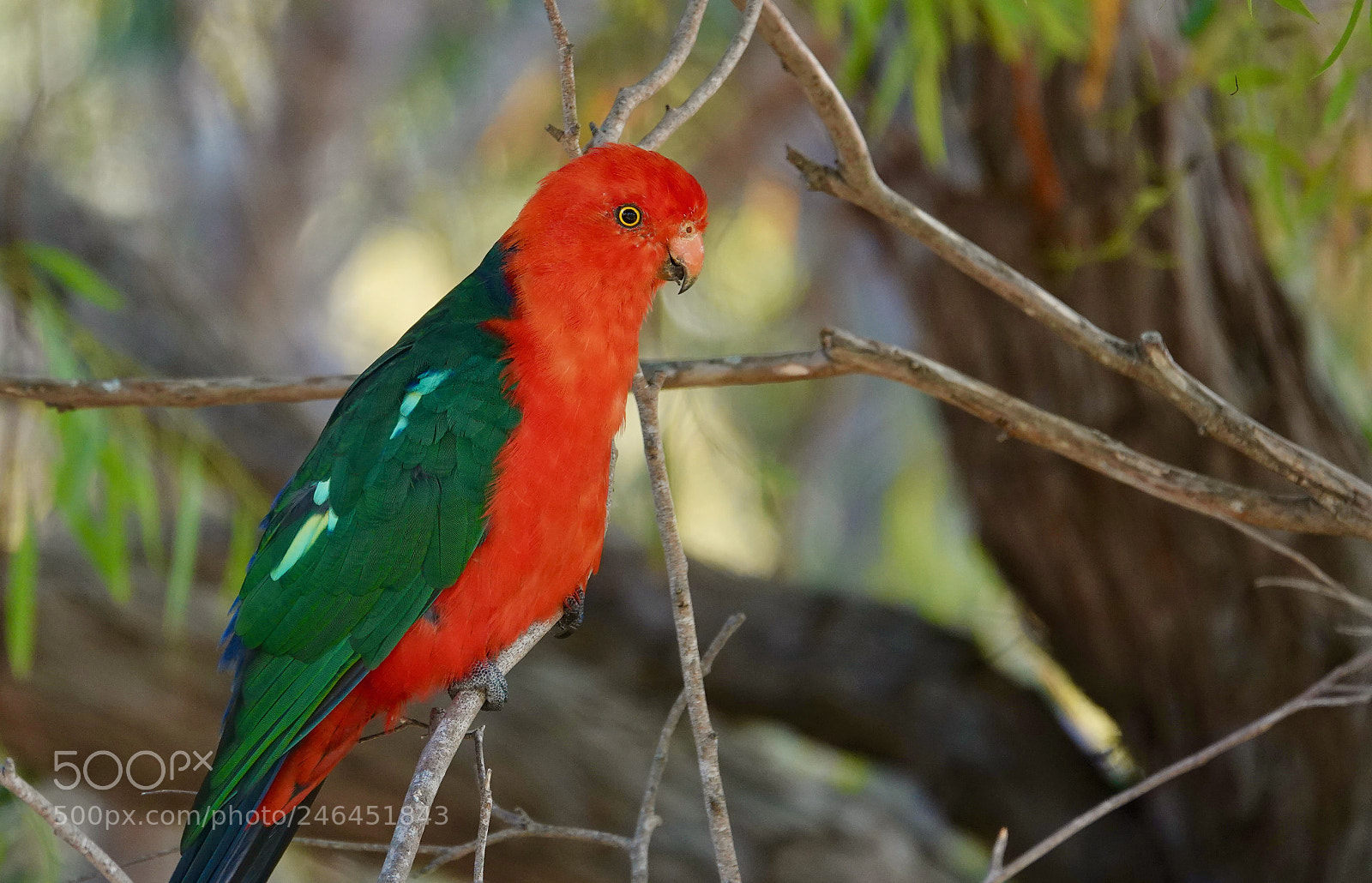 Sony Cyber-shot DSC-RX10 IV sample photo. King parrot photography