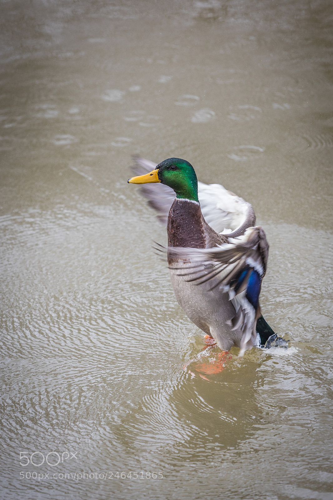 Canon EOS 6D Mark II sample photo. It's too strong wind photography