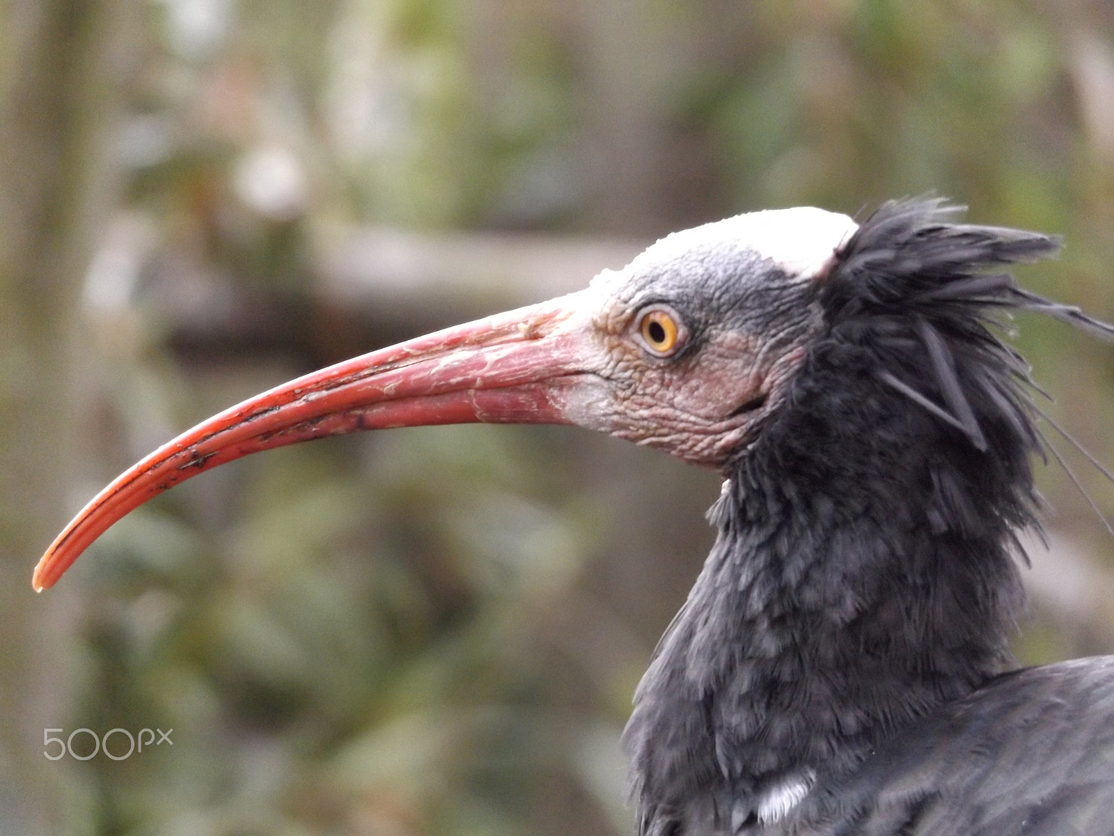 Fujifilm FinePix S8600 sample photo. Northern bald ibis photography