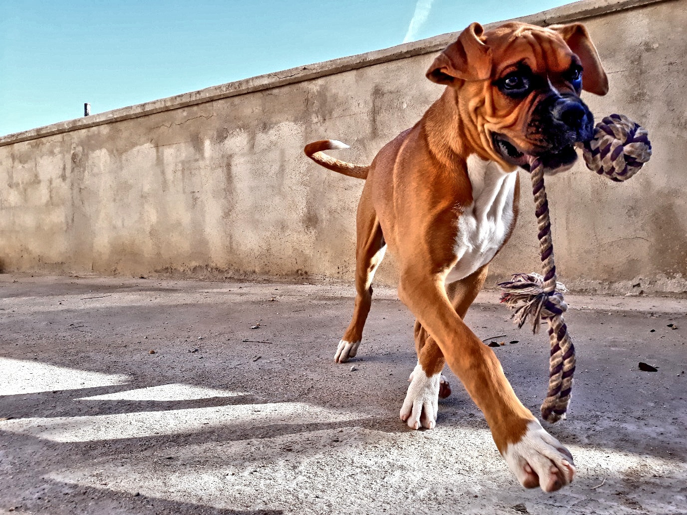Samsung Galaxy J5 Pro sample photo. Dog days! photography