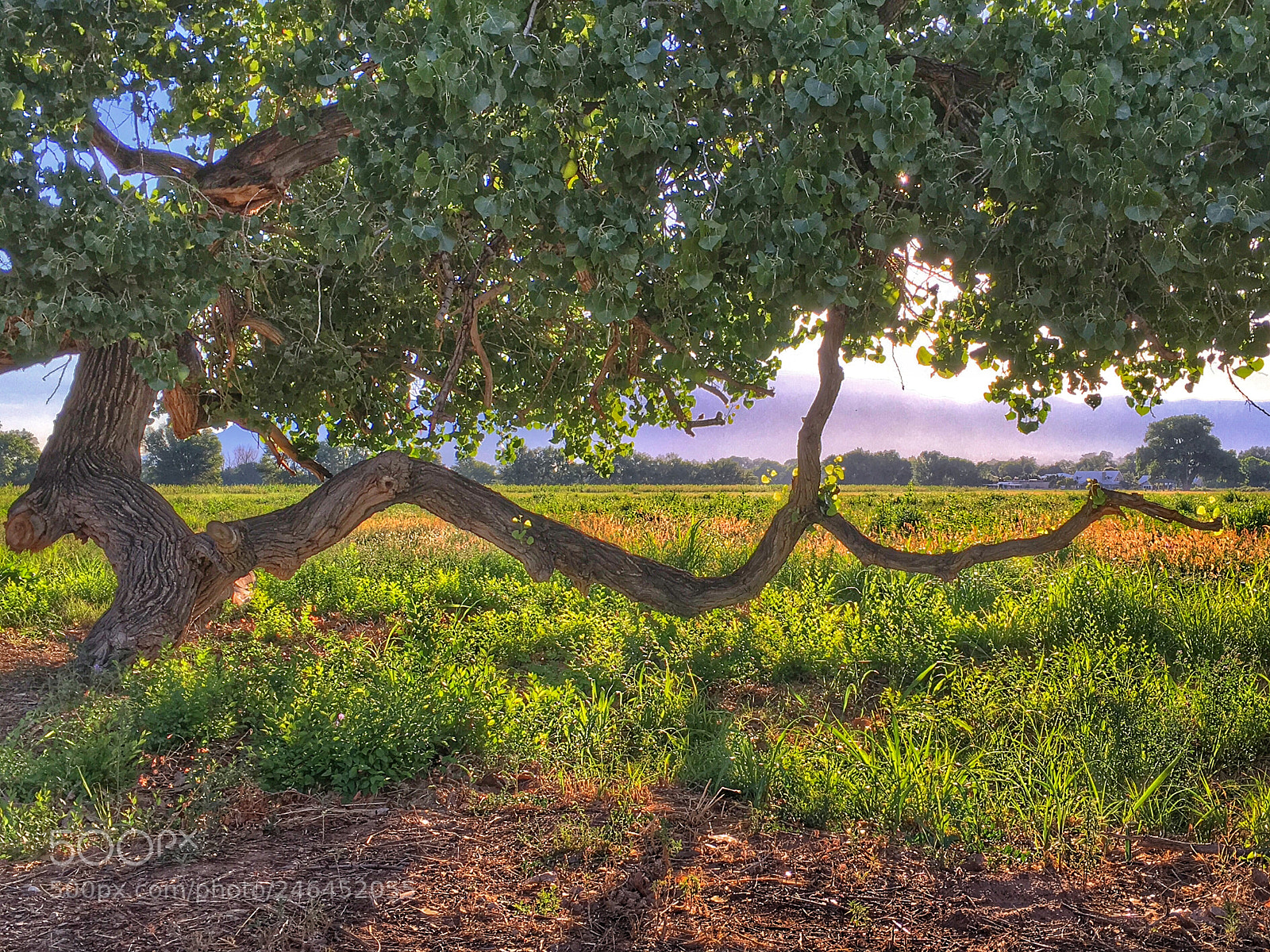 Apple iPhone 6s sample photo. Shade tree photography