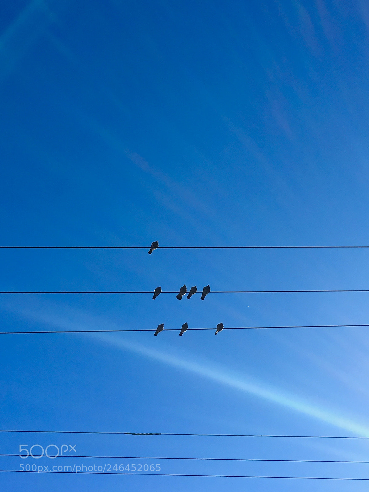 Apple iPhone 6s Plus sample photo. Birds...on wires photography