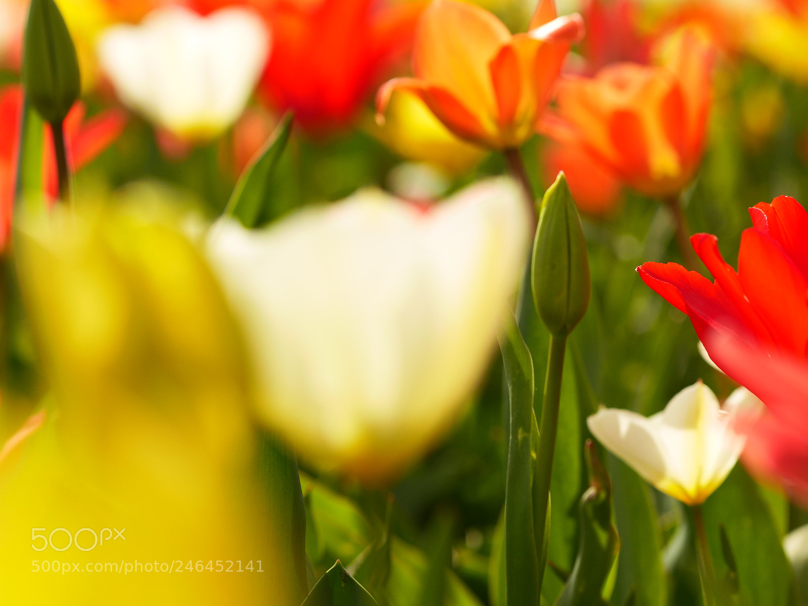 Panasonic Lumix DMC-GH4 sample photo. Macro of bright flowers photography
