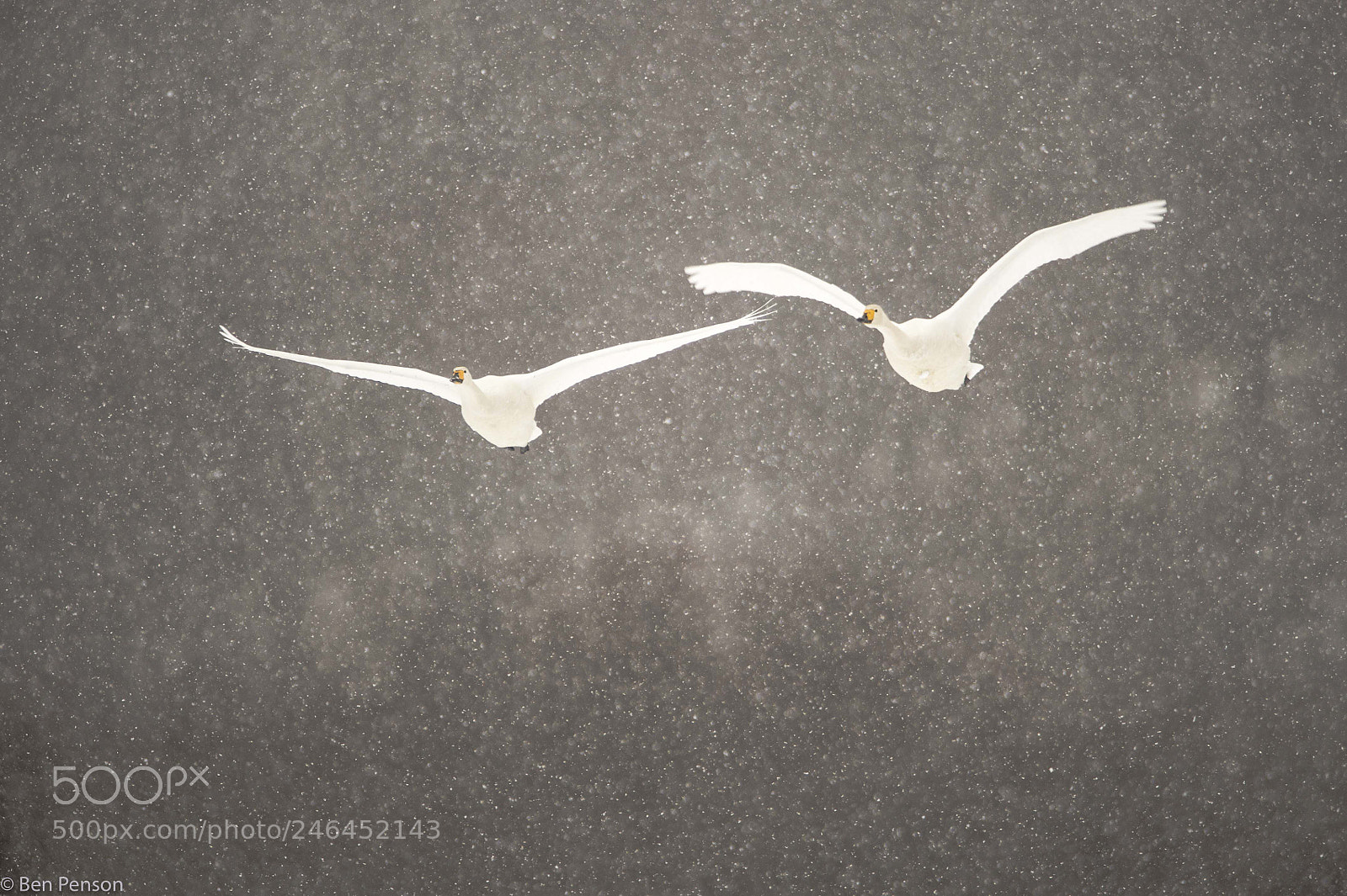 Nikon D4 sample photo. Whooper swans photography