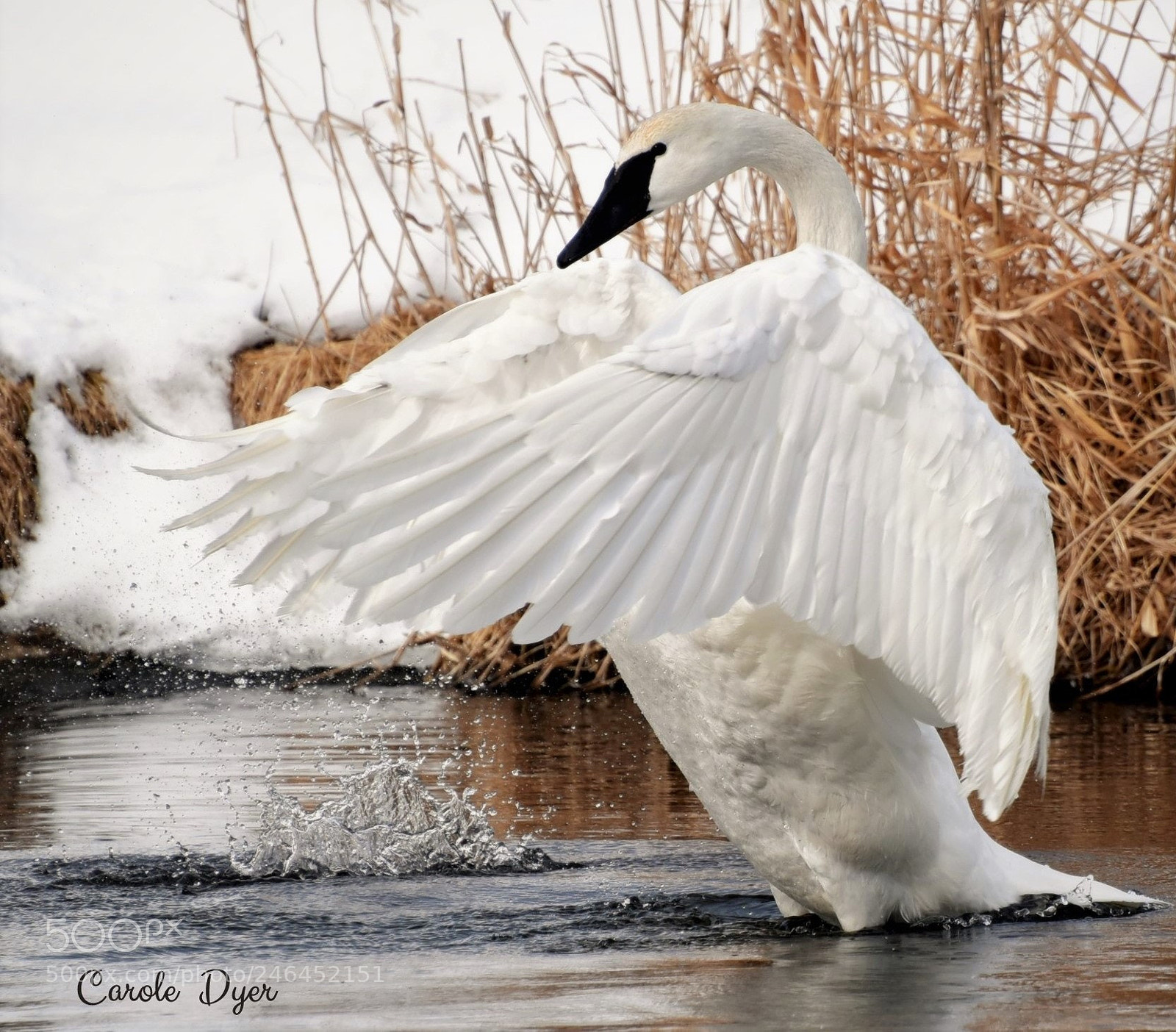 Nikon D5600 sample photo. On wings of a photography