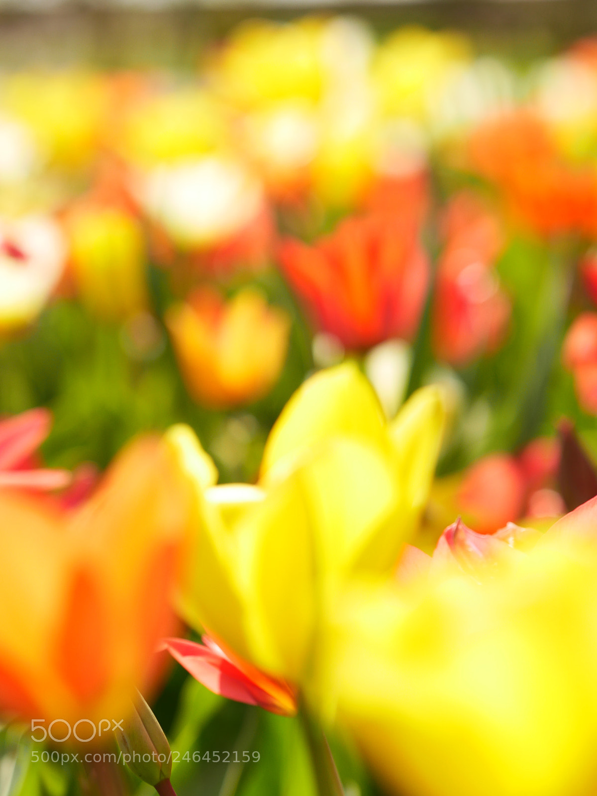 Panasonic Lumix DMC-GH4 sample photo. Macro of bright flowers photography