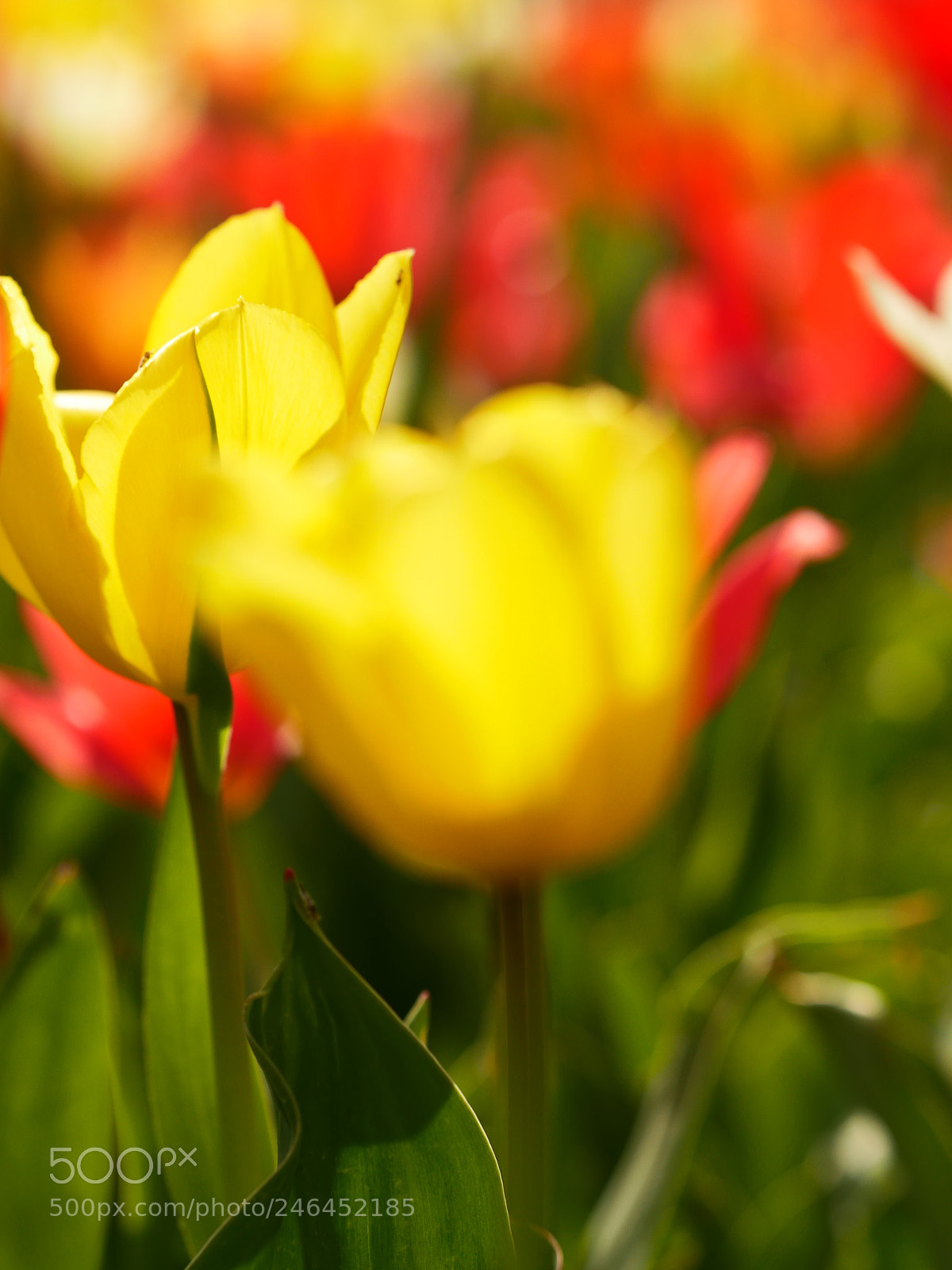 Panasonic Lumix DMC-GH4 sample photo. Macro of bright flowers photography