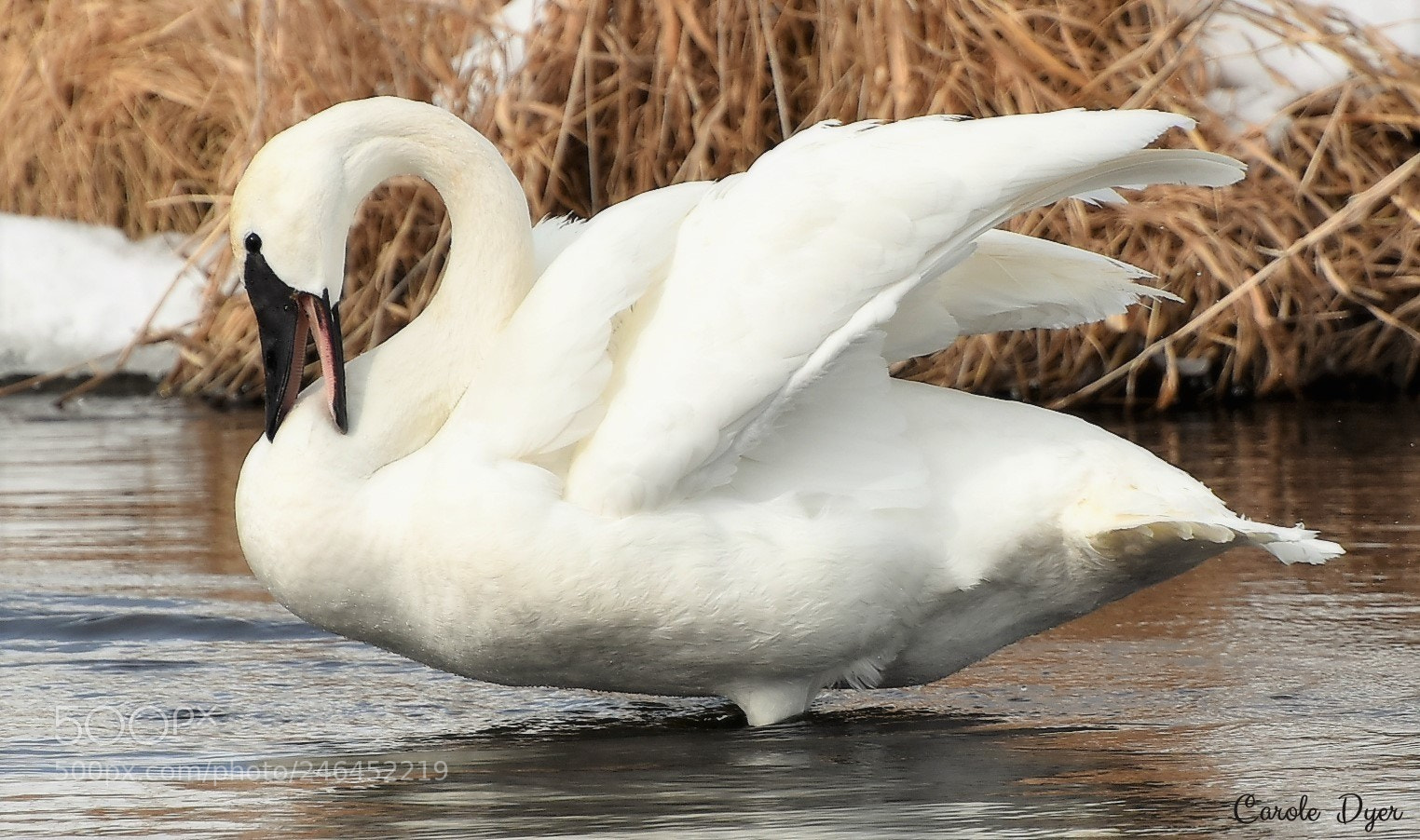 Nikon D5600 sample photo. Swan nibble photography