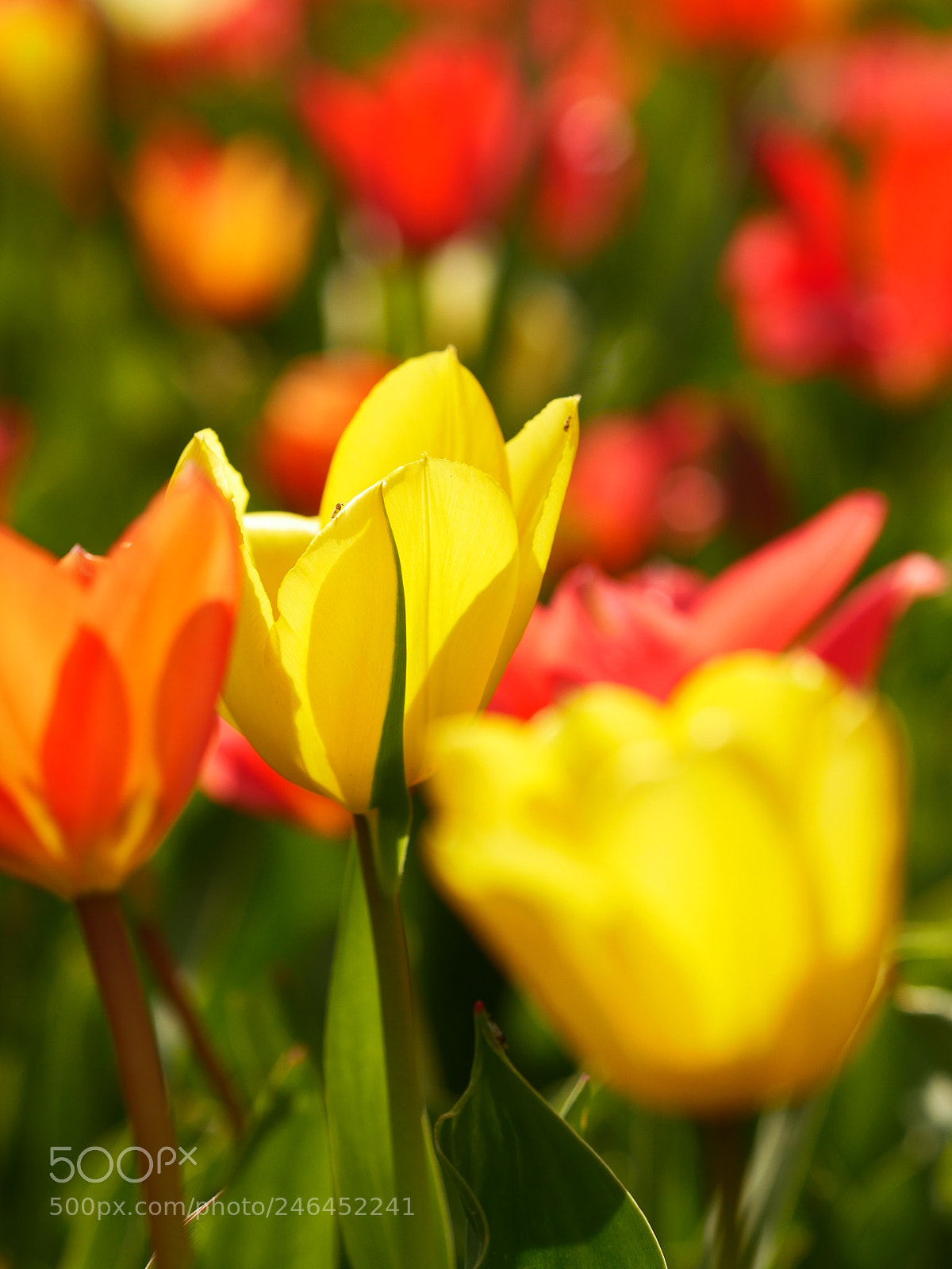 Panasonic Lumix DMC-GH4 sample photo. Macro of bright flowers photography