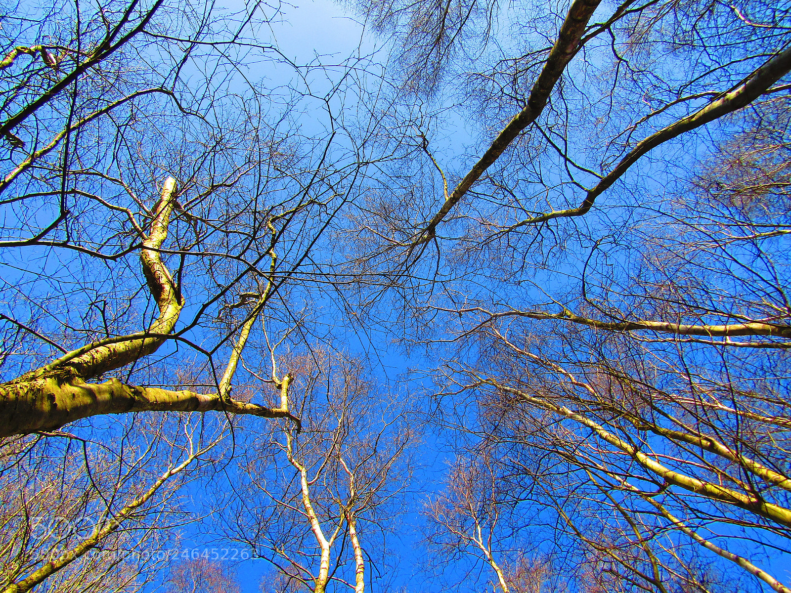 Canon POWERSHOT SX430 IS sample photo. Untitled photography