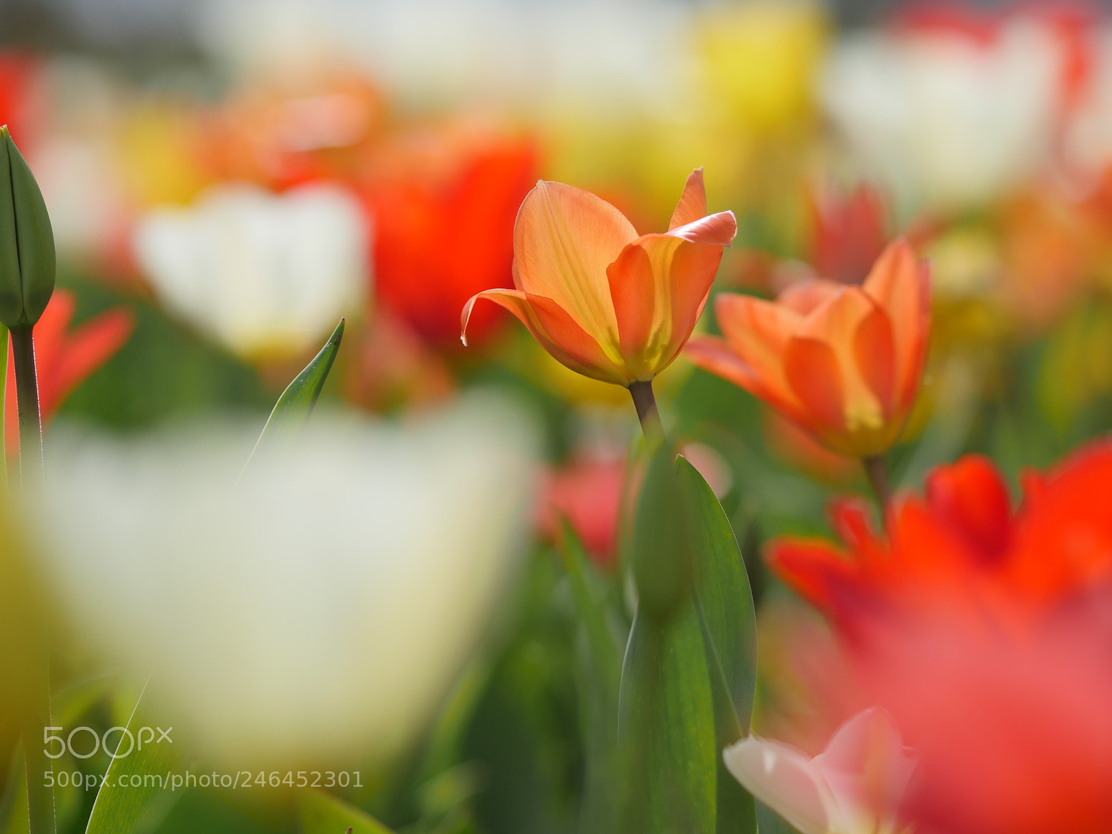 Panasonic Lumix DMC-GH4 sample photo. Macro of bright flowers photography