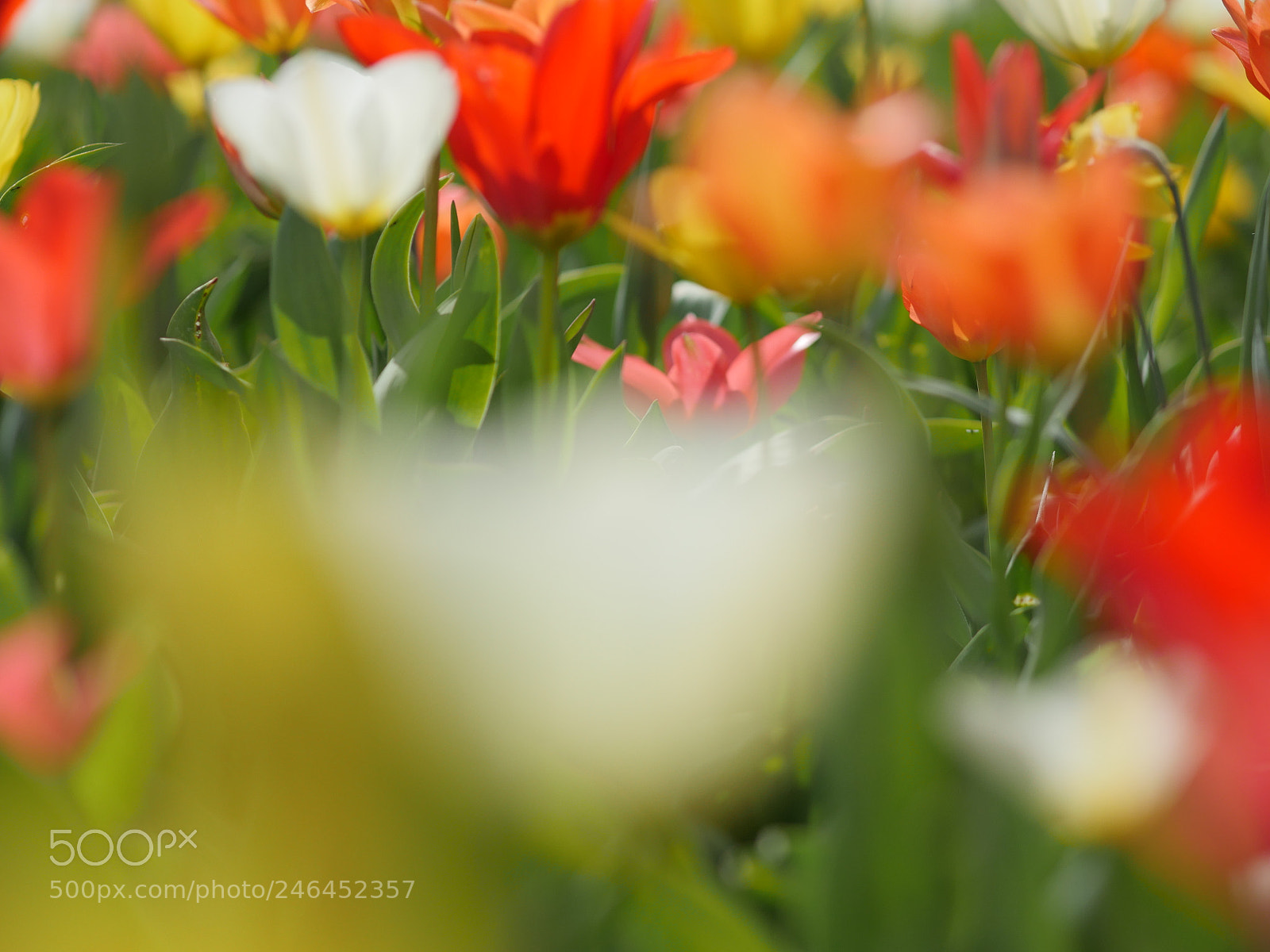 Panasonic Lumix DMC-GH4 sample photo. Macro of bright flowers photography