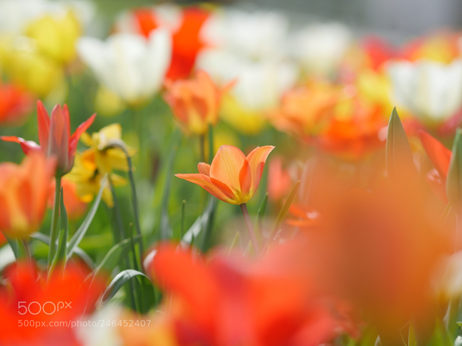 Panasonic Lumix DMC-GH4 sample photo. Macro of bright flowers photography