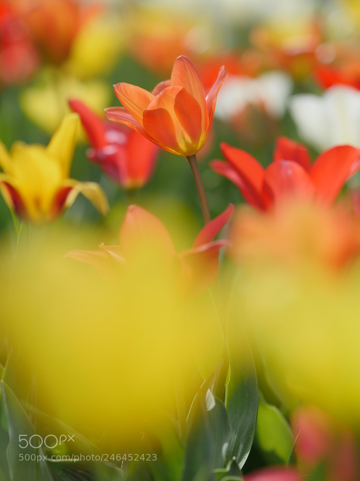 Panasonic Lumix DMC-GH4 sample photo. Macro of bright flowers photography