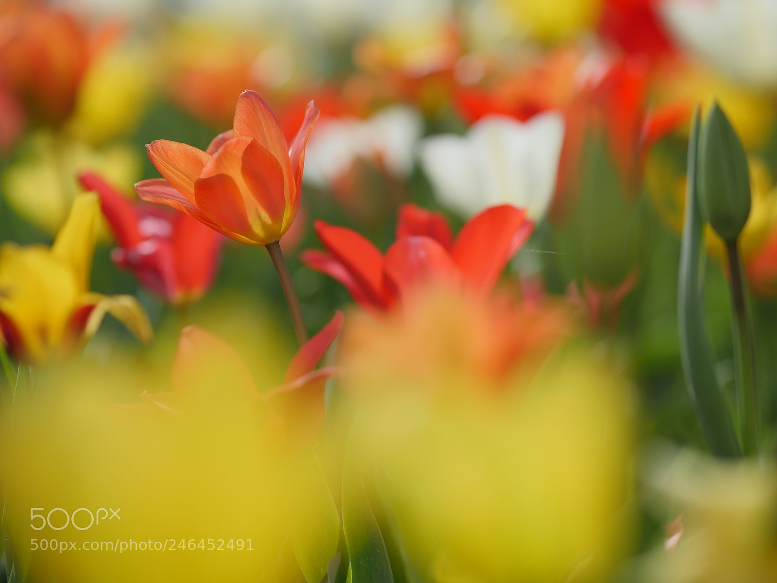 Panasonic Lumix DMC-GH4 sample photo. Macro of bright flowers photography
