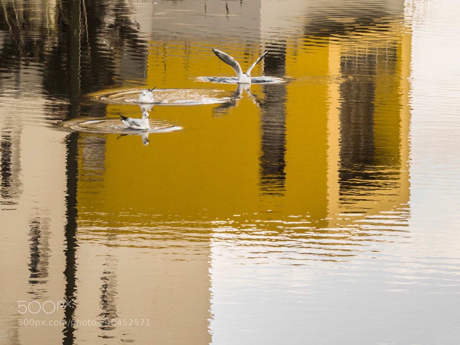 Nikon D7500 sample photo. Reflets de sternes photography