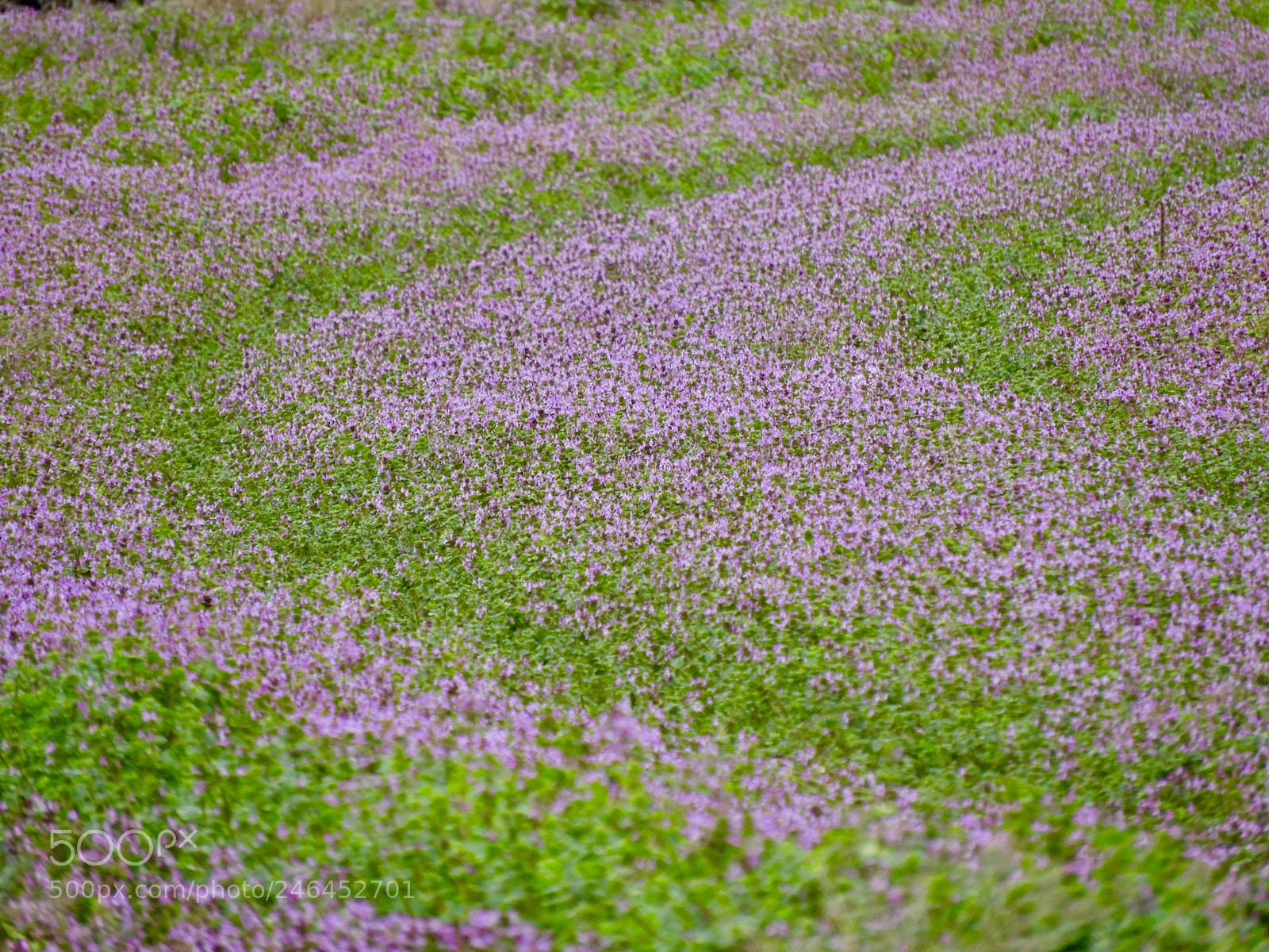 Nikon Coolpix B700 sample photo. Winter wildflower bloom after photography