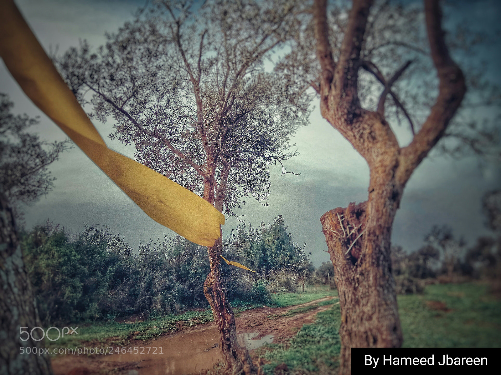 Xiaomi Redmi Note 4 sample photo. #discover_palestine photography
