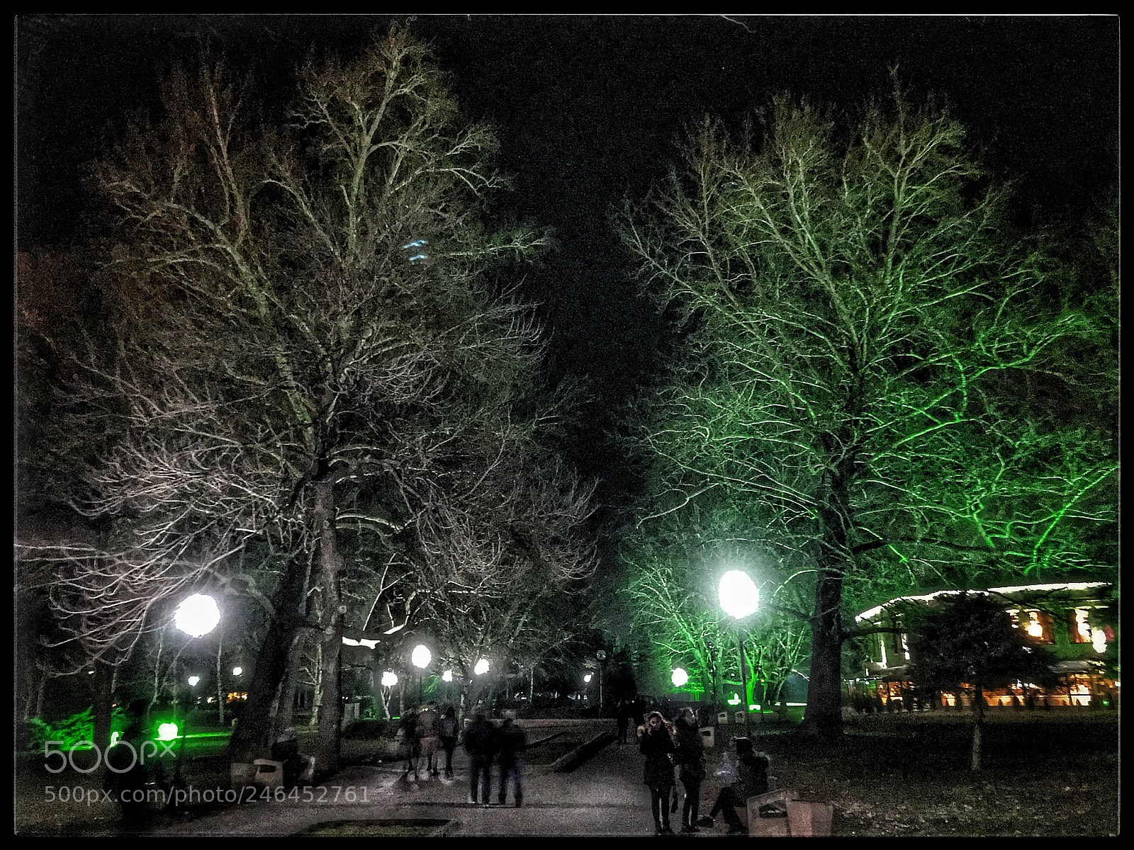 Apple iPhone 7 Plus sample photo. Lighted trees photography